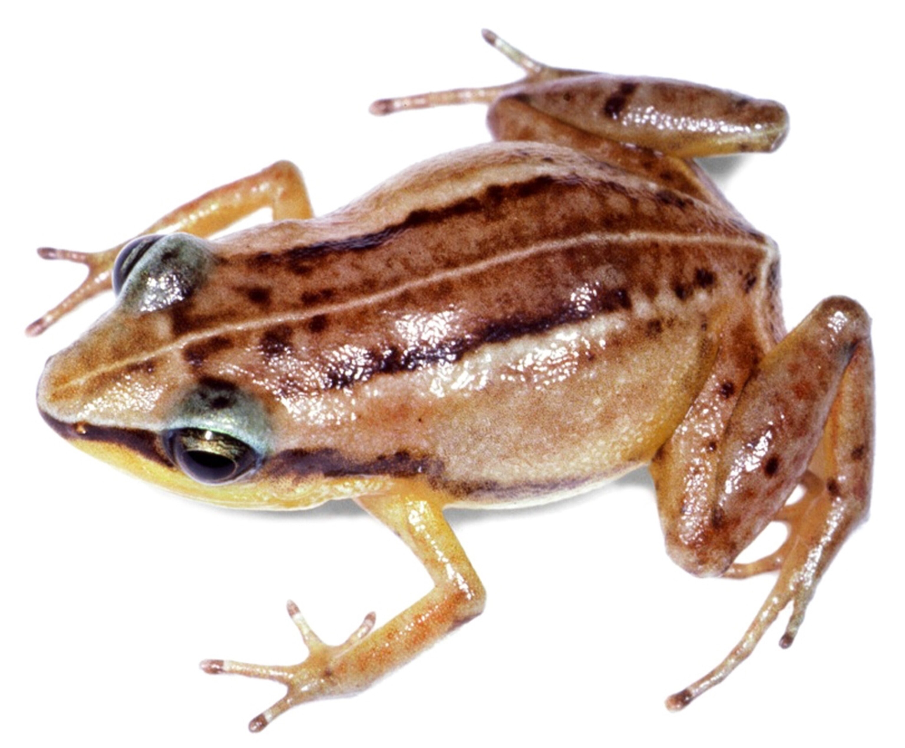 Portrait of the La Selle grass frog on a white background