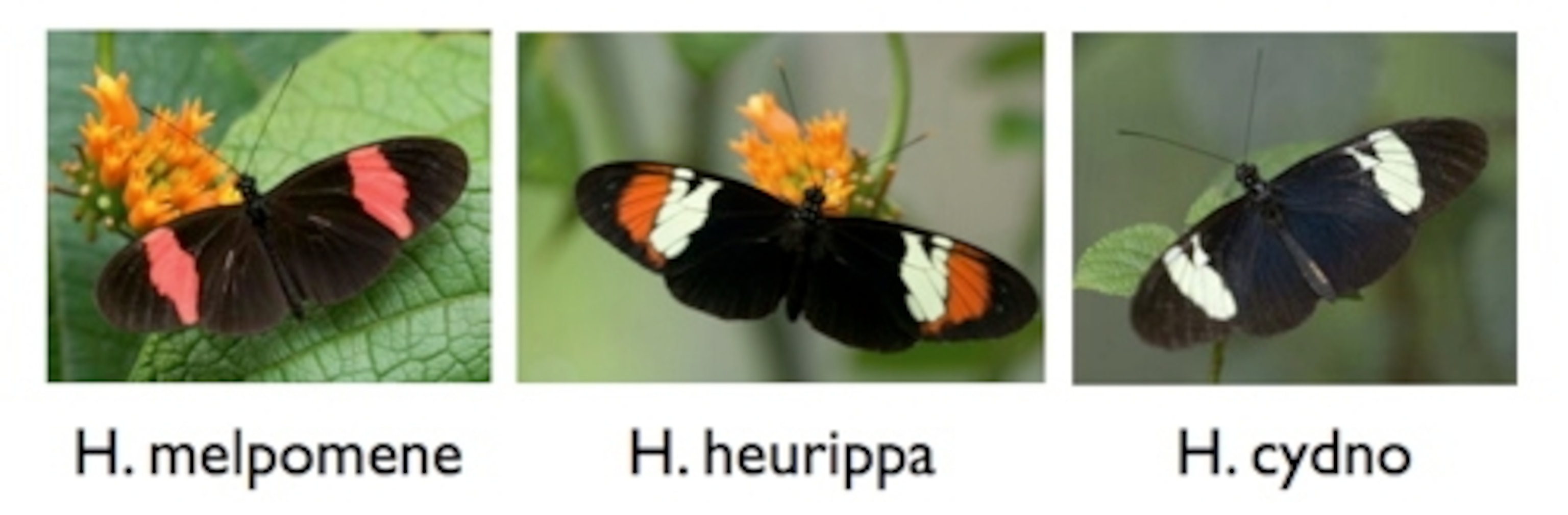 Heliconius%20gallery%20500.jpg