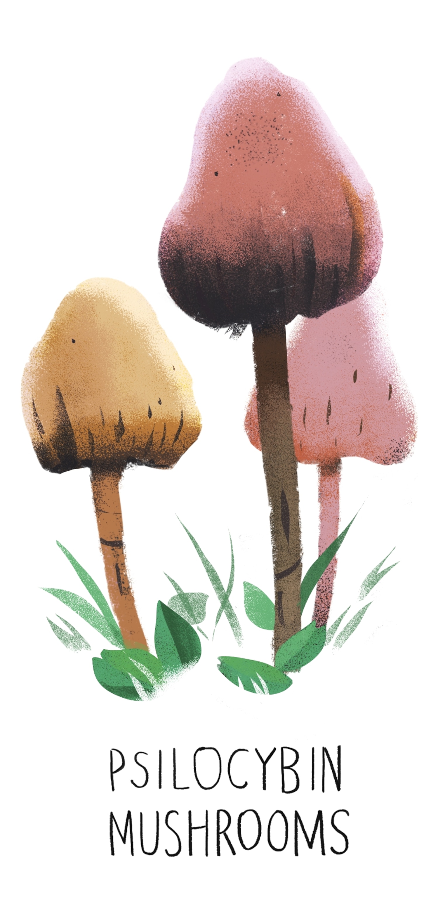 an illustration of Psilocybin Mushrooms
