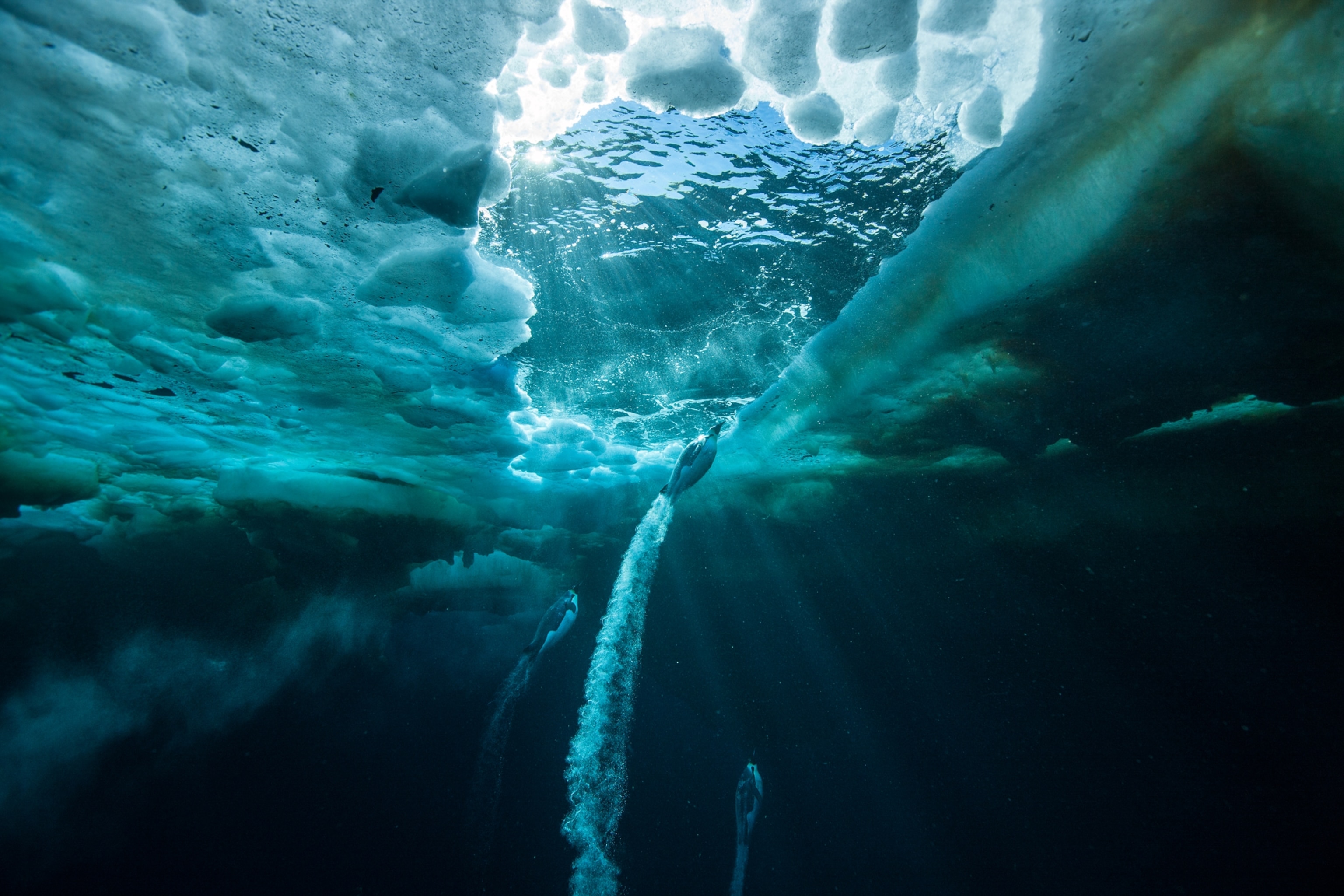 An emperor penguin prepares to launch from the sea to the sea ice.