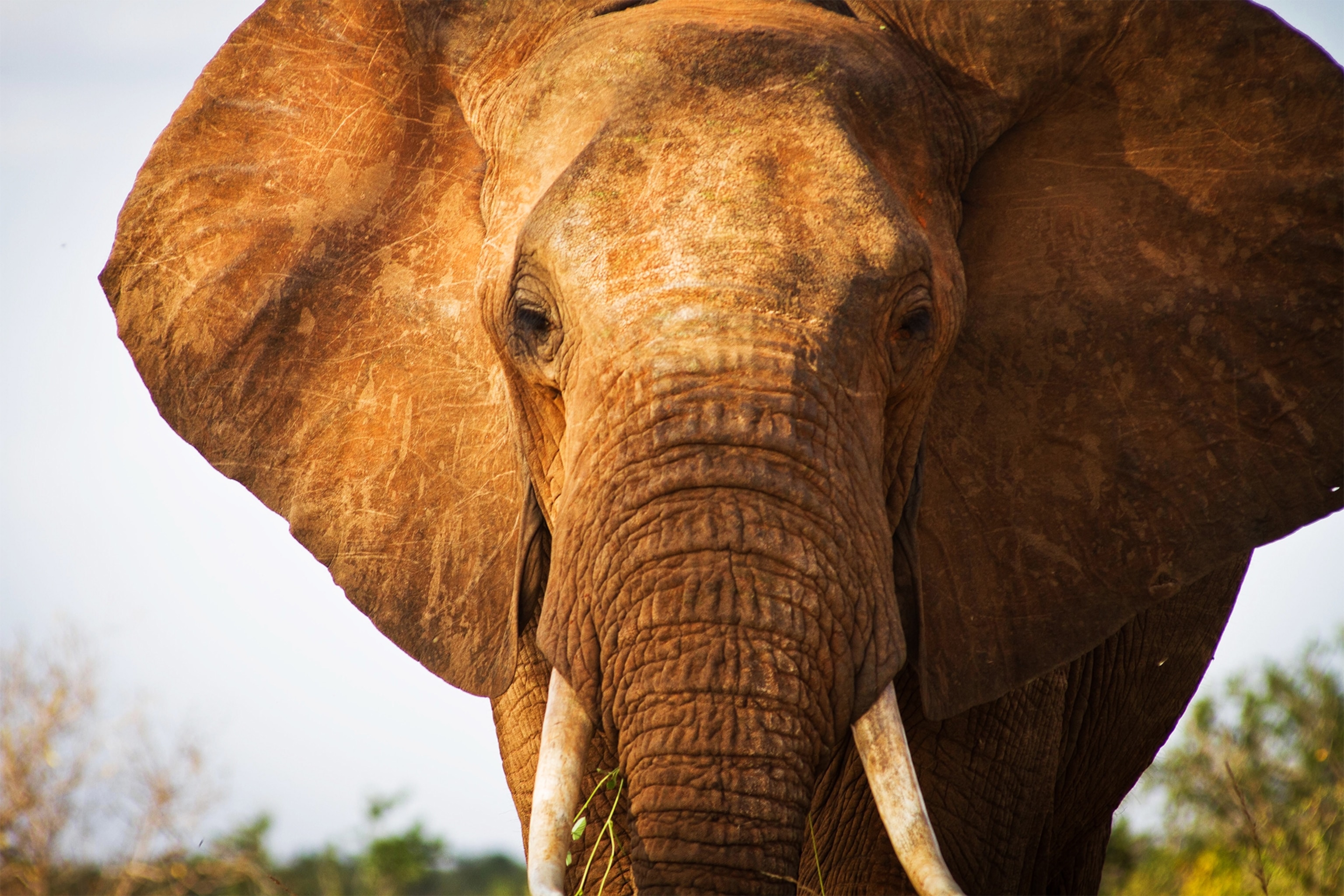 an elephant in Tsavo East National Park in southern Kenya.