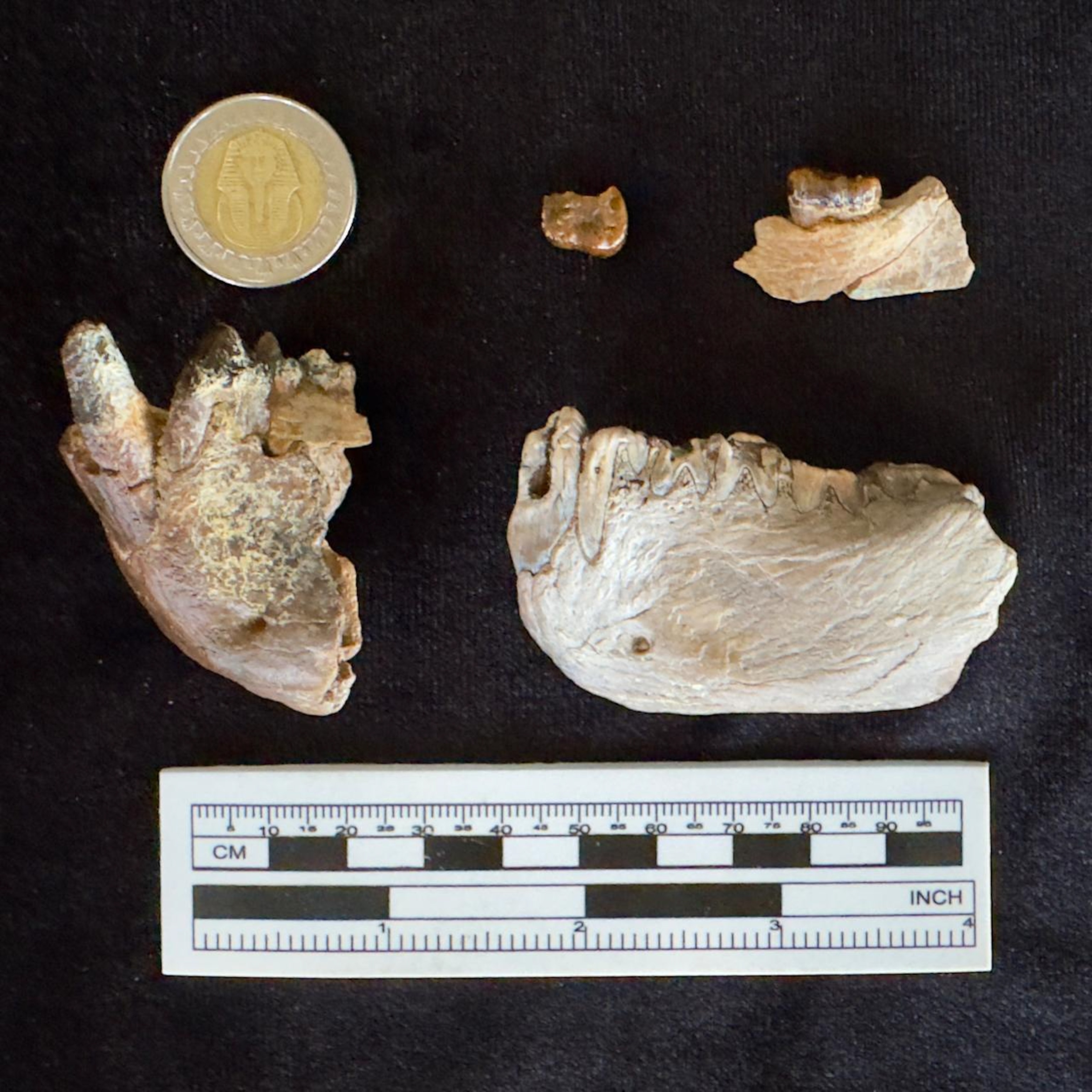 Fossil animal jawbone fragments are displayed against a black background with a coin and a ruler for scale