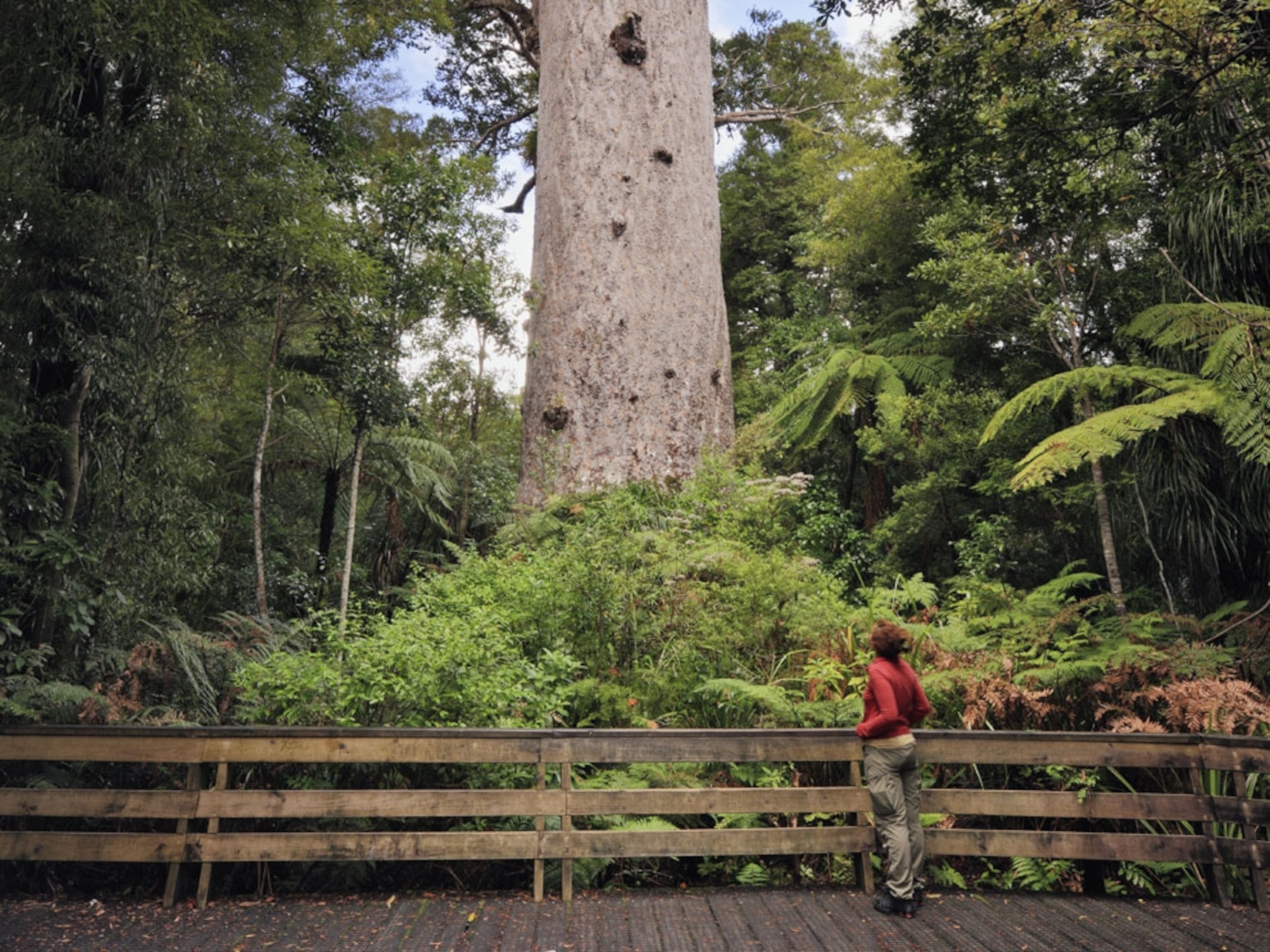 Waipoua Kauri forest in New Zealand