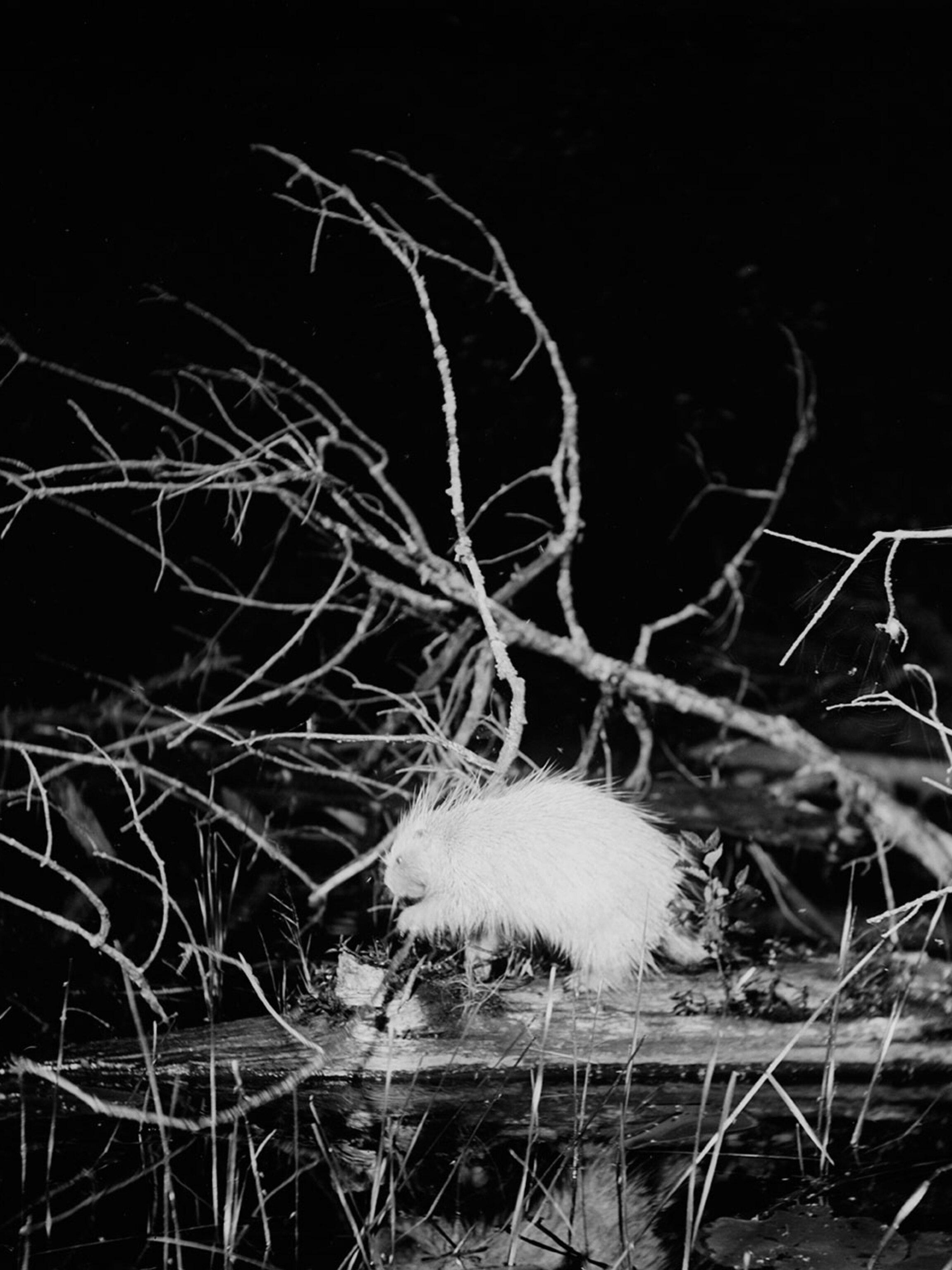 george shiras national geographic