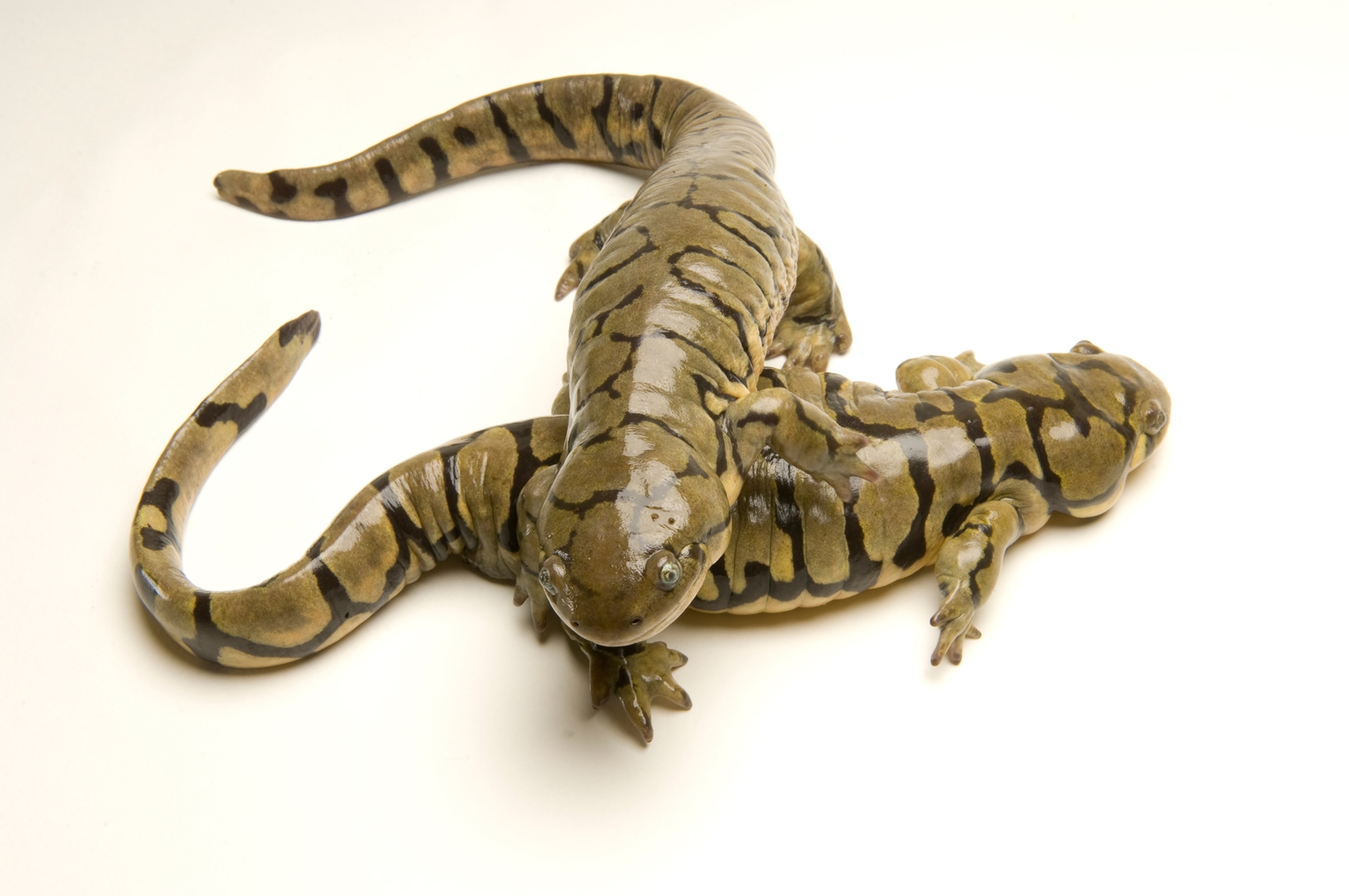 a blotched tiger salamander taken at the Gladys Porter Zoo