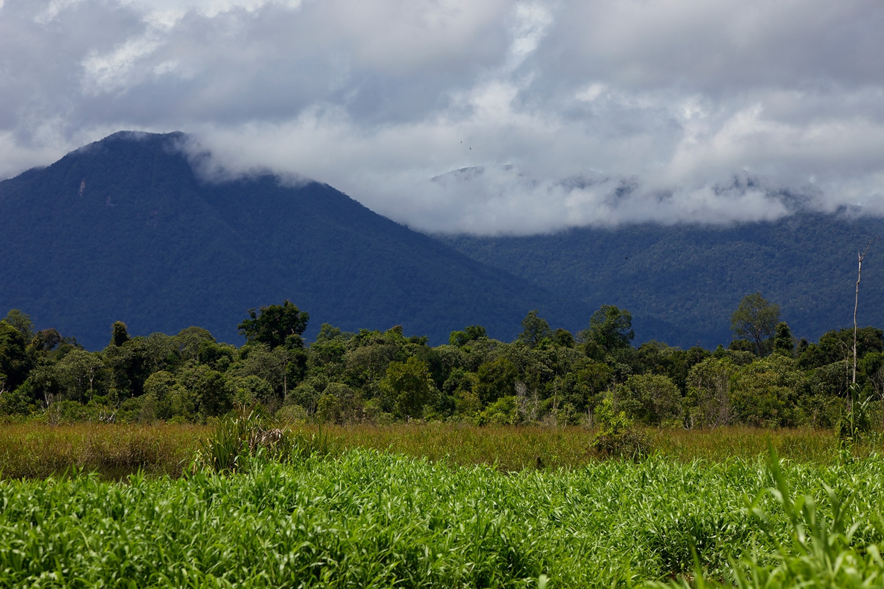 Gunung Palung National Park, Borneo, West Kalimantan, Indonesia.