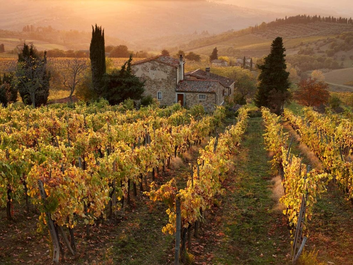 Vineyard Photos National Geographic