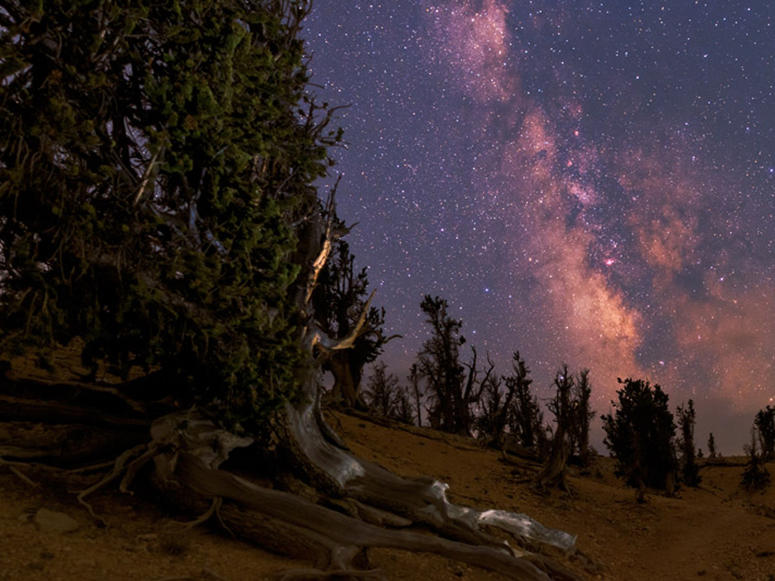 Week in Space 255 - A picture of the Milky Way in an ancient pine tree forest.