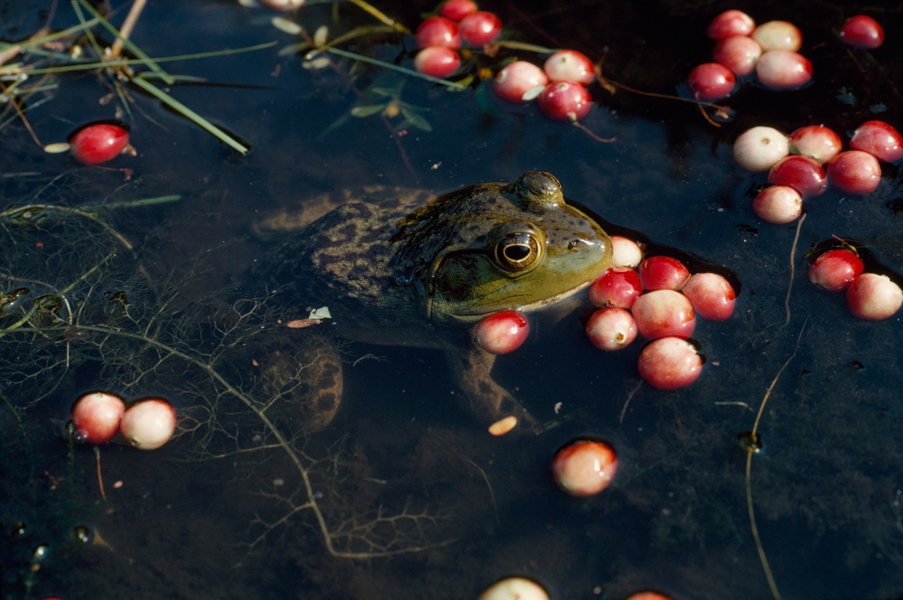 a frog swimming with cranberries