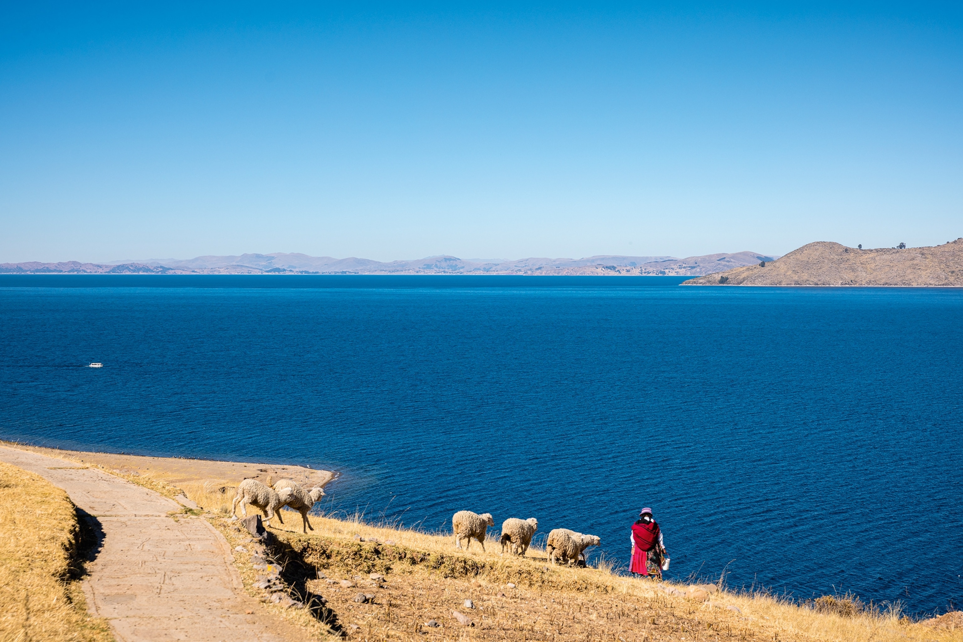 A Peruvian woman with a small herd of sheep overlooking a grand lake with small mountains in the distance.