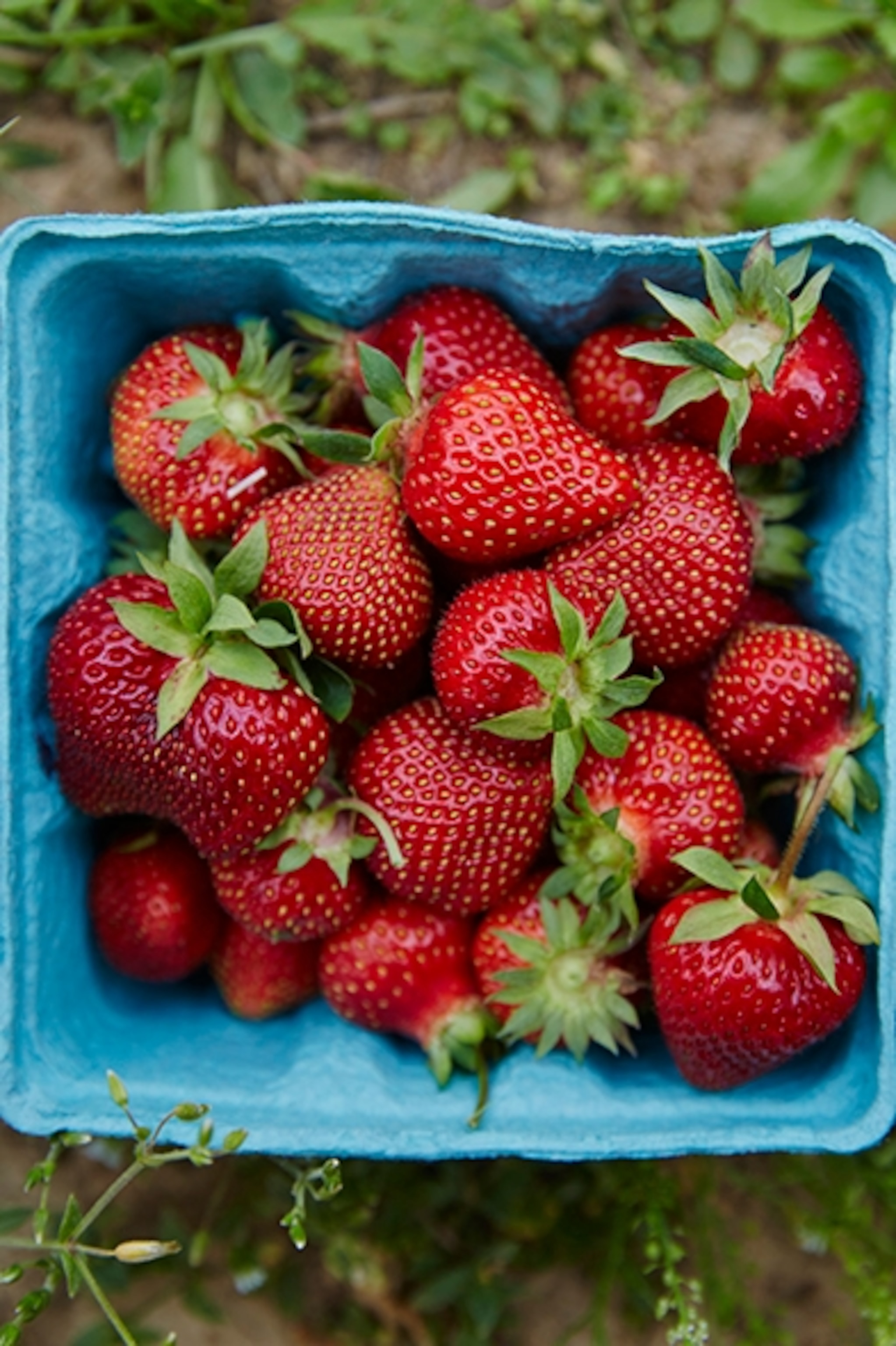 New Jersey farm stands brim with fresh strawberries. (Photograph by John Kernick)