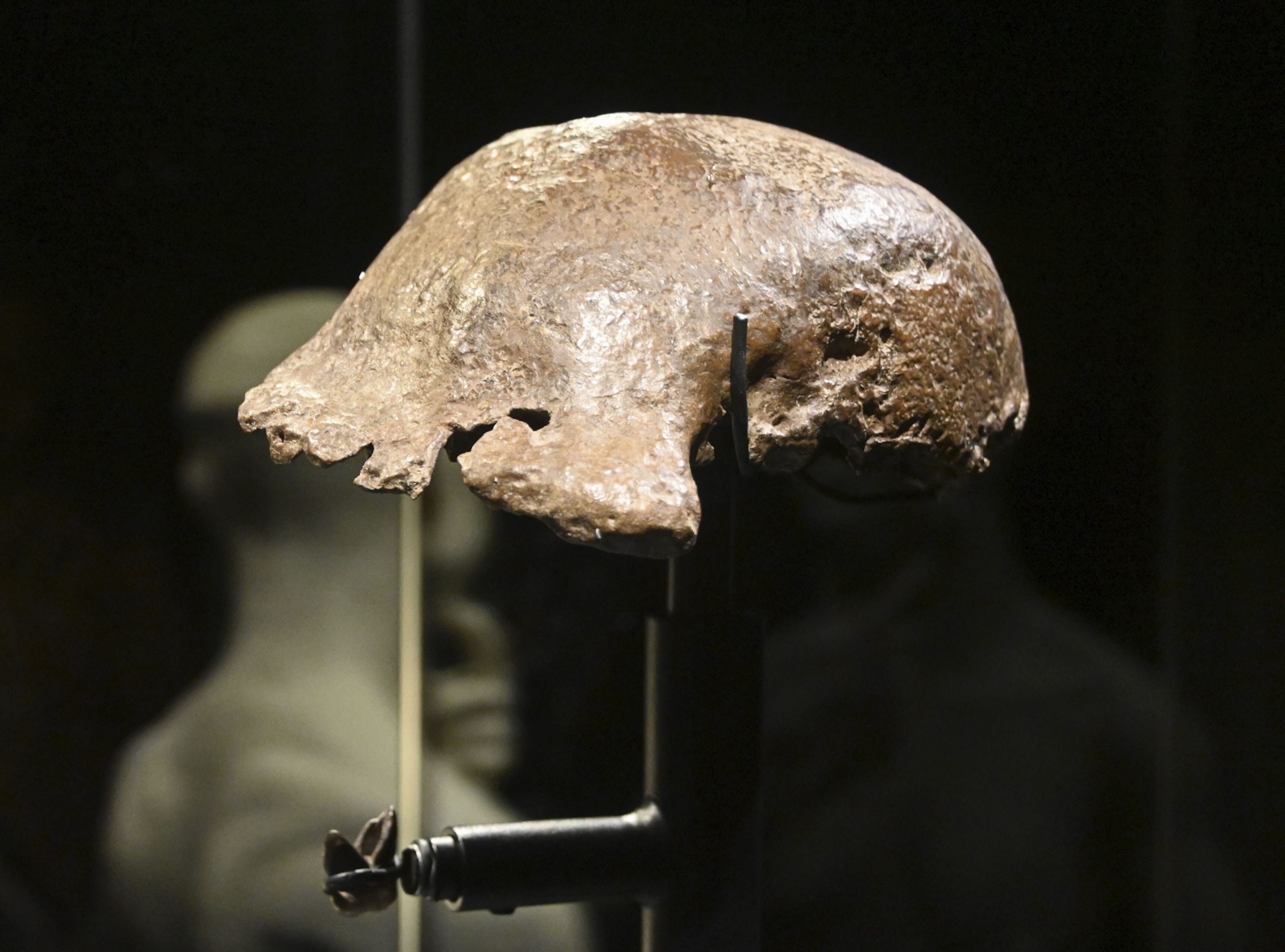 A skullcap fossil of a "Java Man" on display