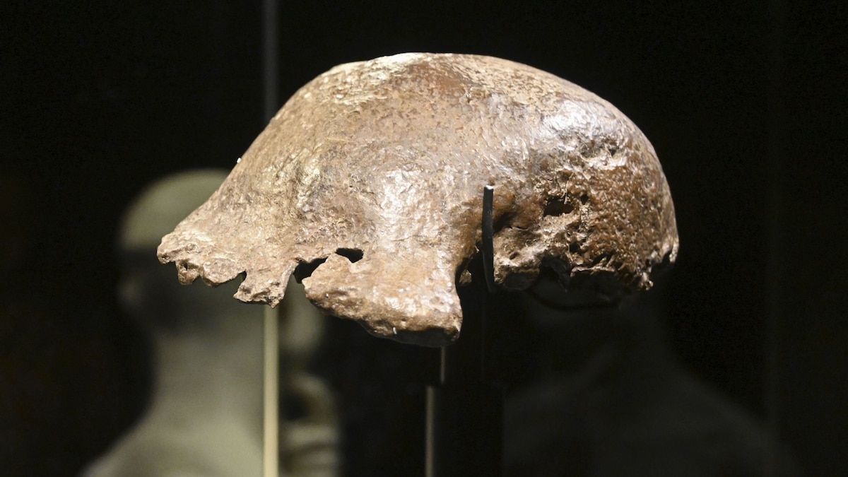 'Java Man' returned to Indonesia