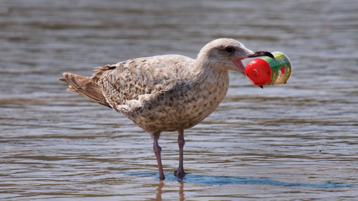 Nearly Every Seabird on Earth Is Eating Plastic