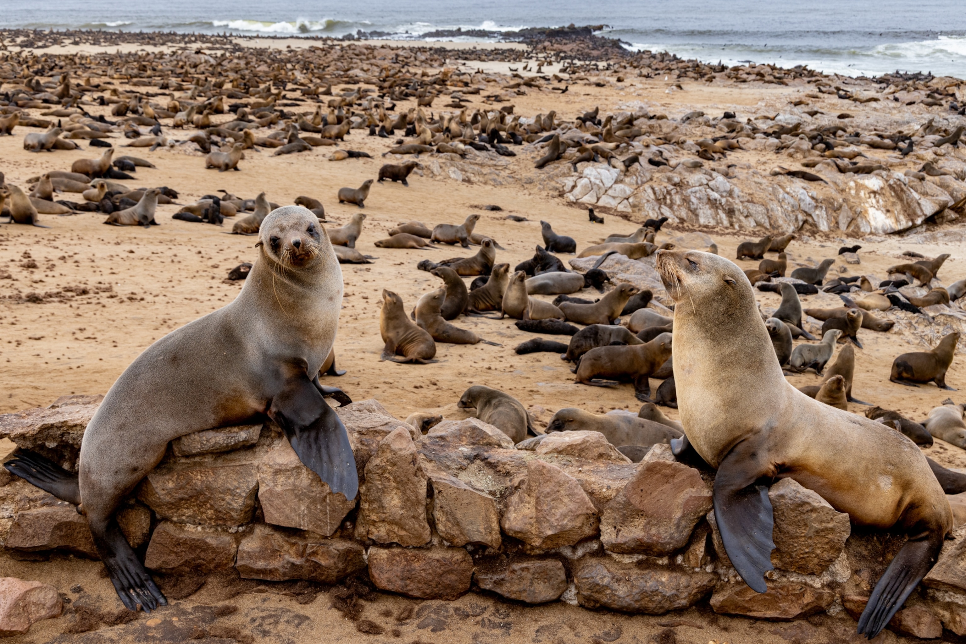 Two Cape fur seals (Arctocephalus pusillus) resting on stones with the colony behind, Cape Cross Seal Reserve, Namibia.