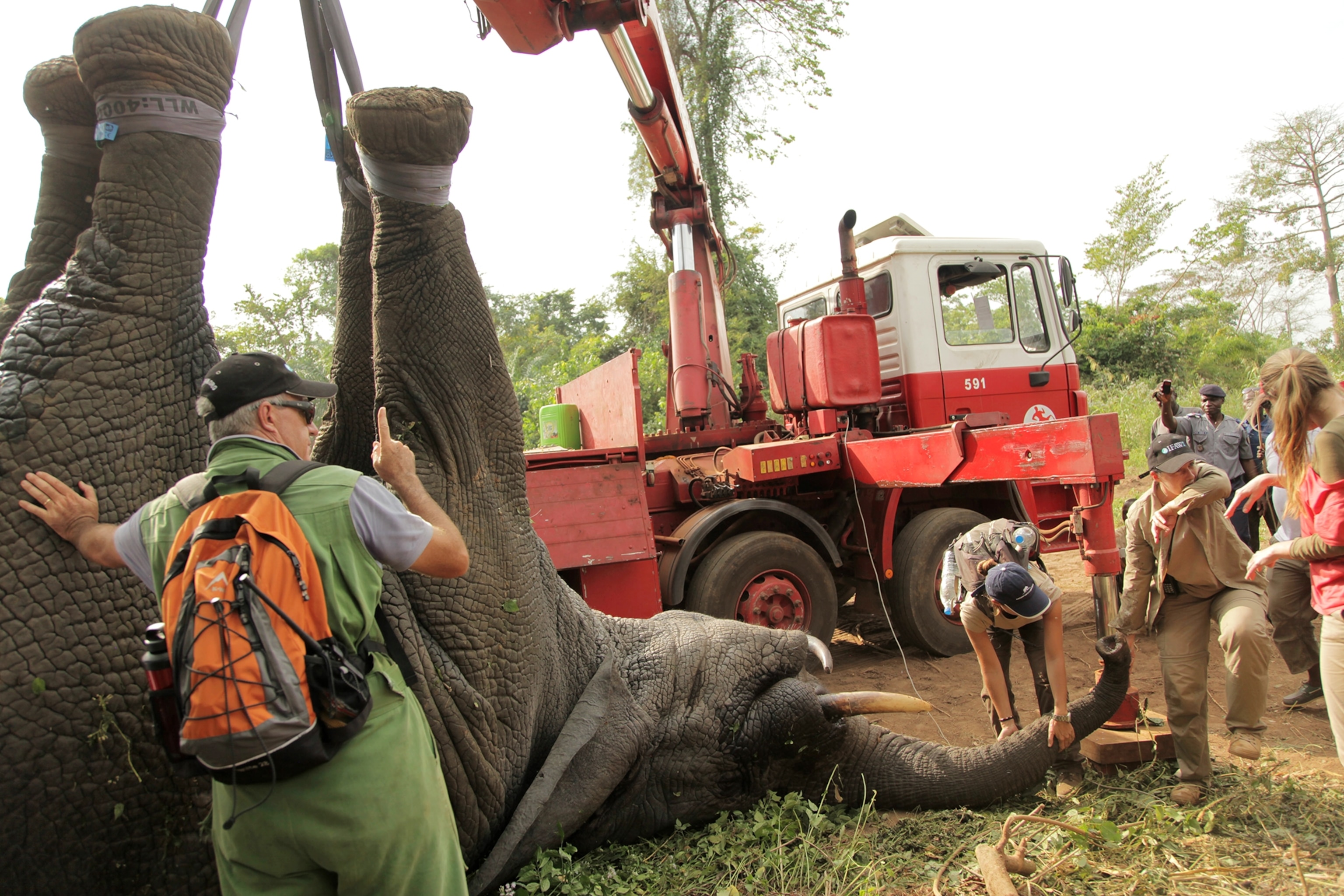 an elephant in a truck.