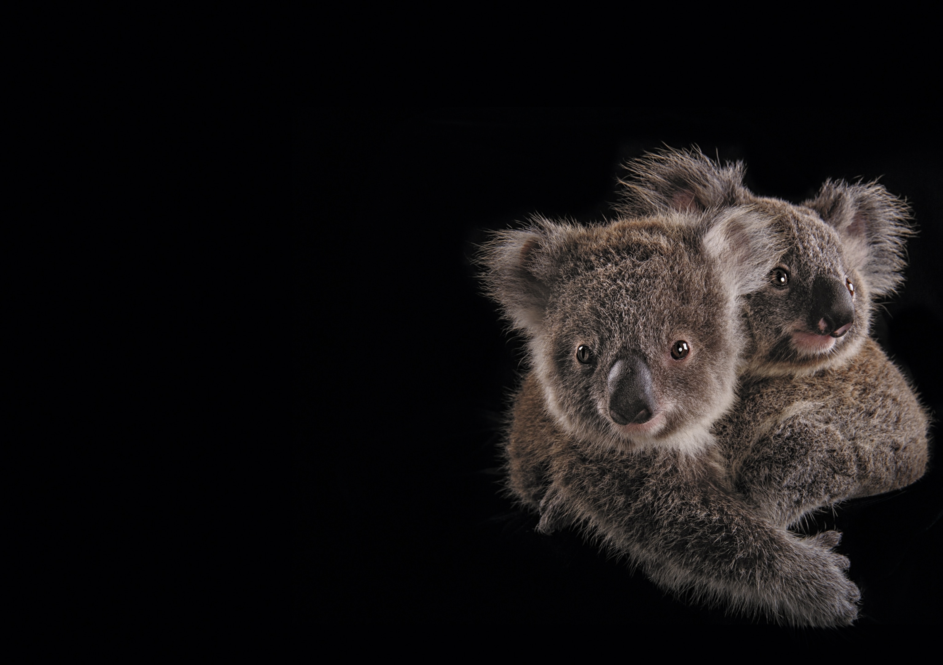 Two embracing each other koalas.
