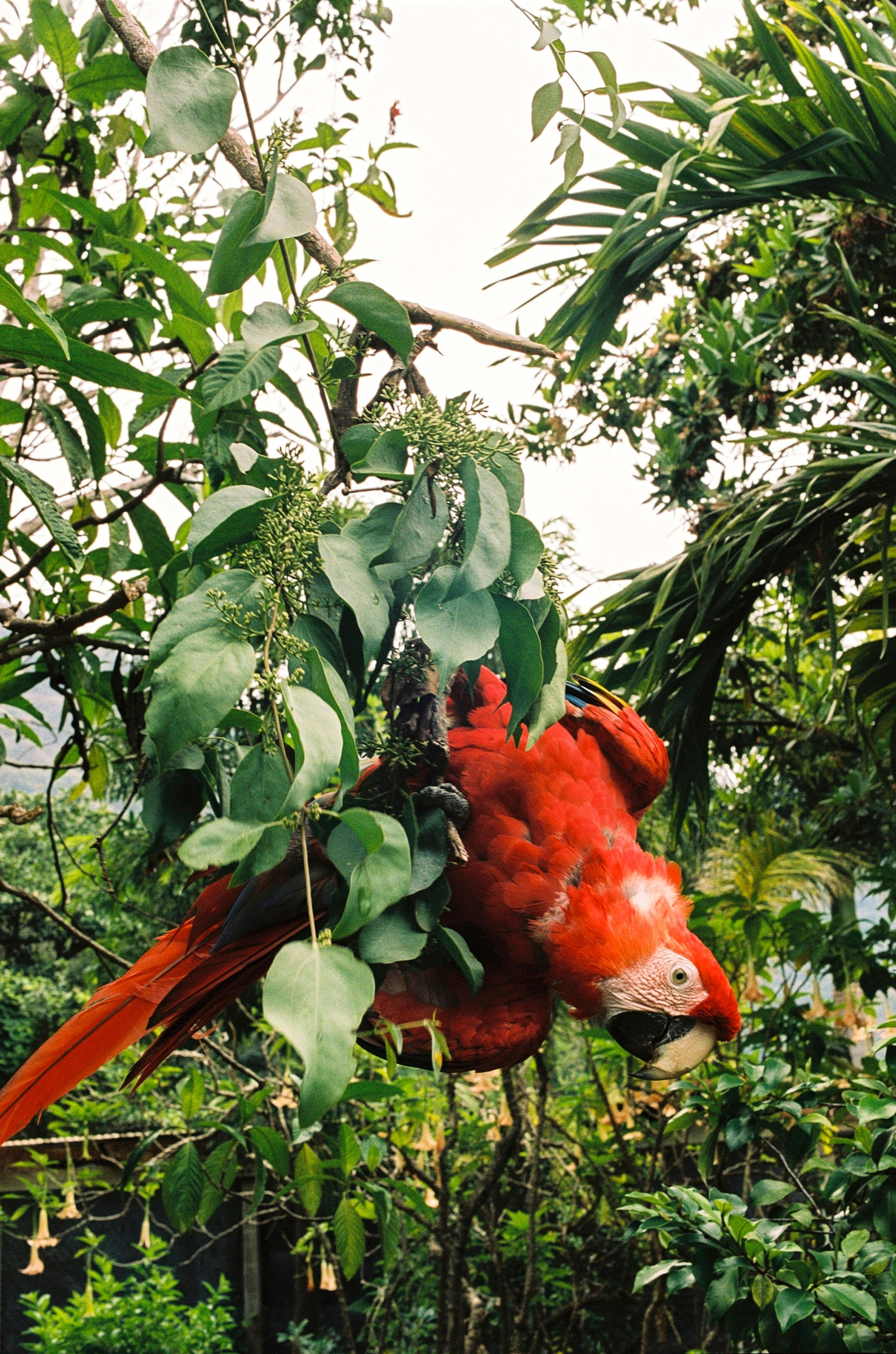 A red parrot hangs from a tree.