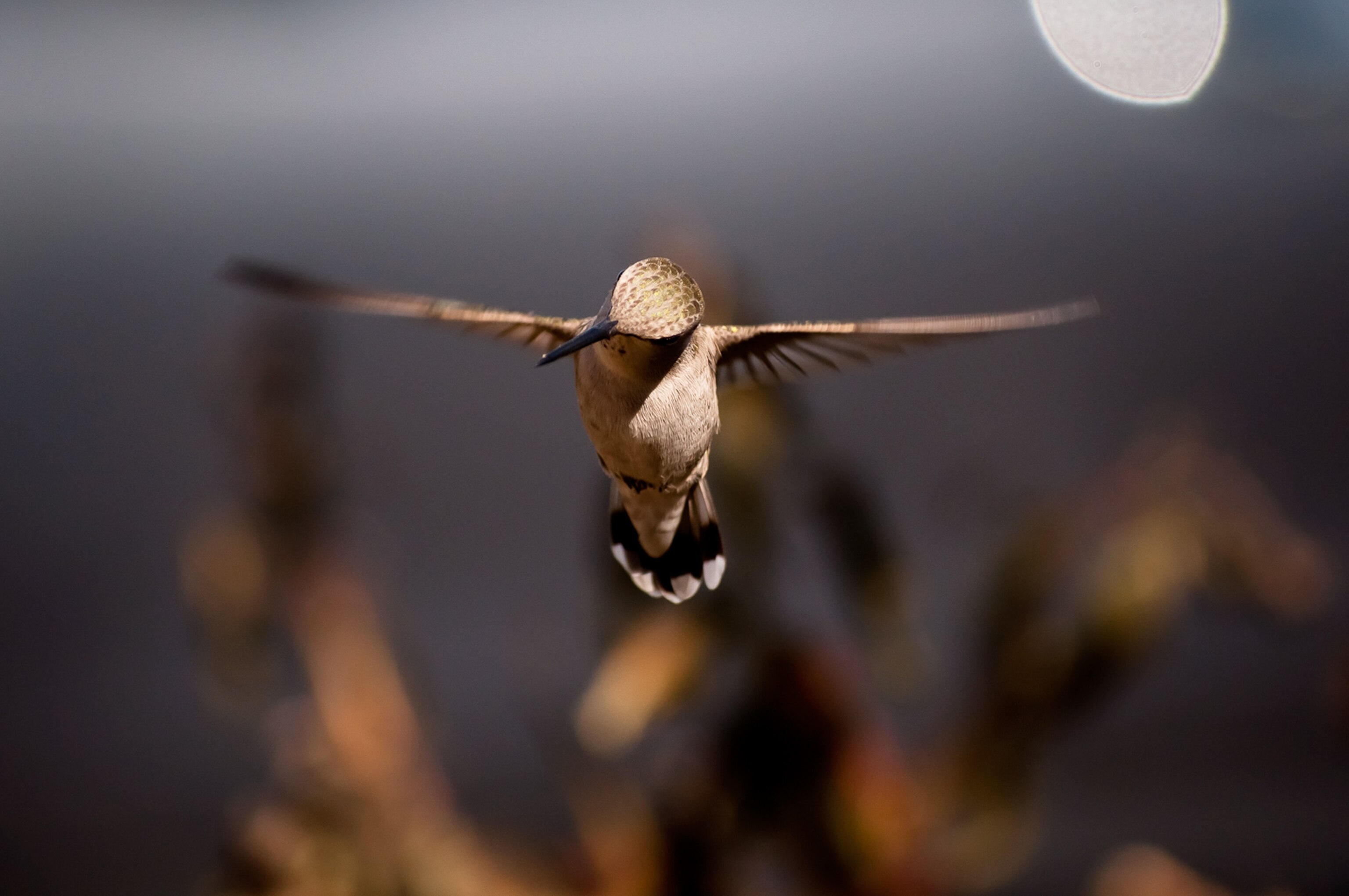 a hummingbird in flight