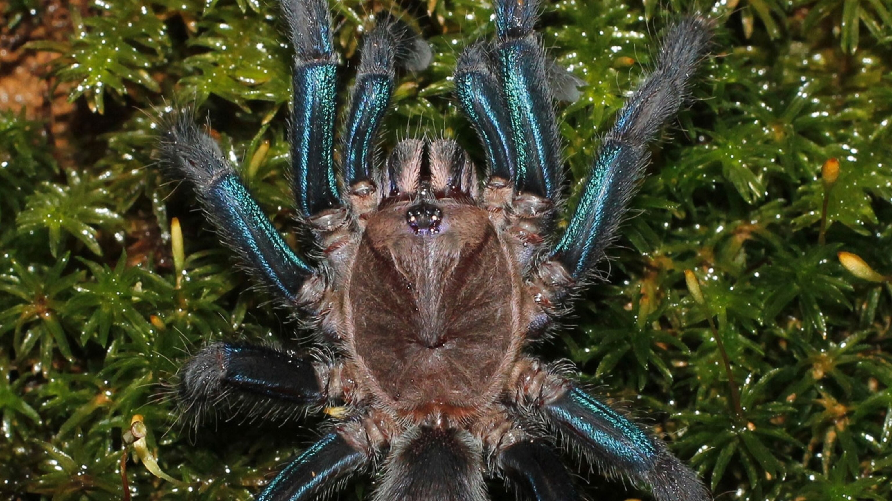 Shimmery blue tarantula discovered in Sri Lanka | National Geographic