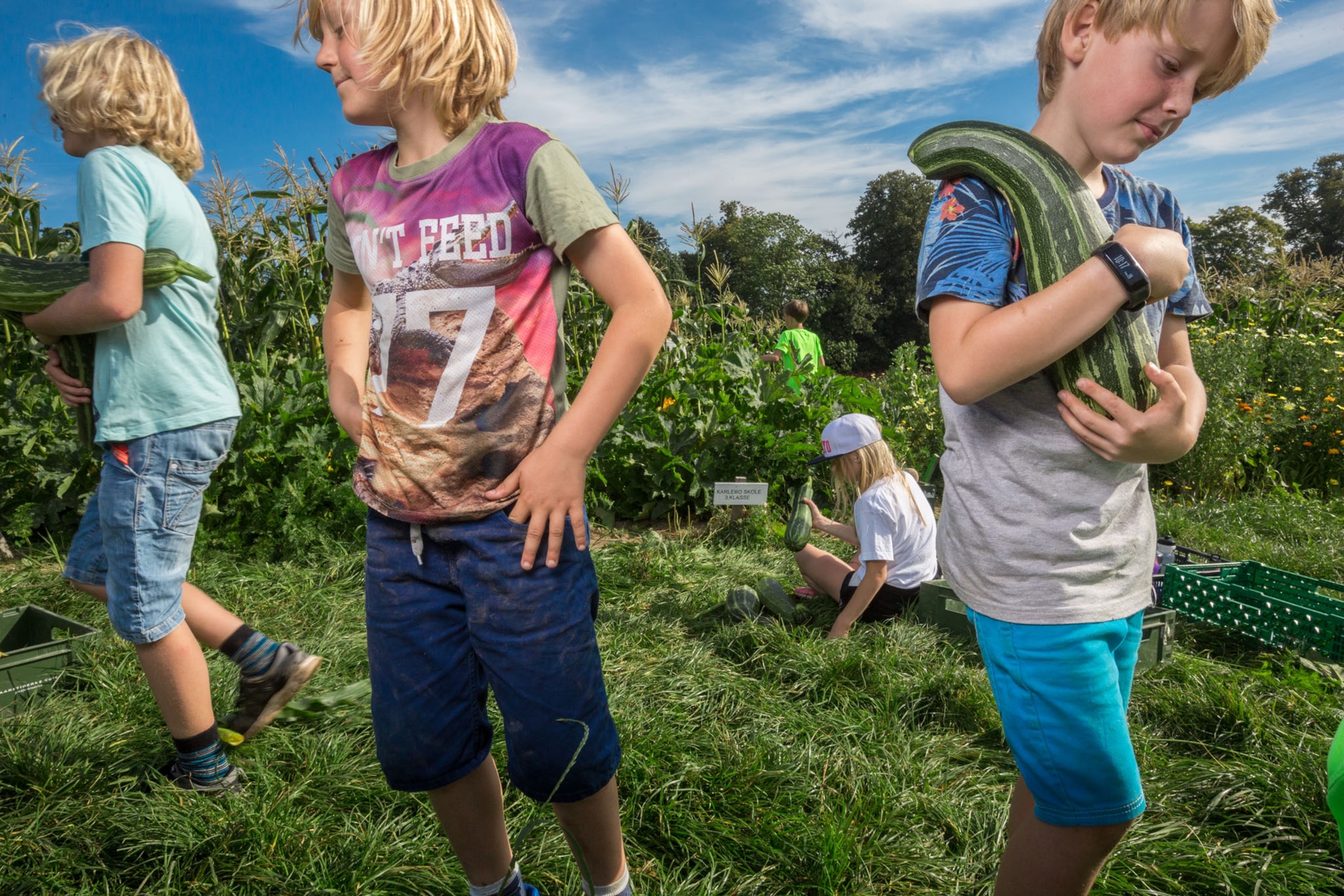 schoolchildren harvesting vegetables that they raised on a farm north of Copenhagen.