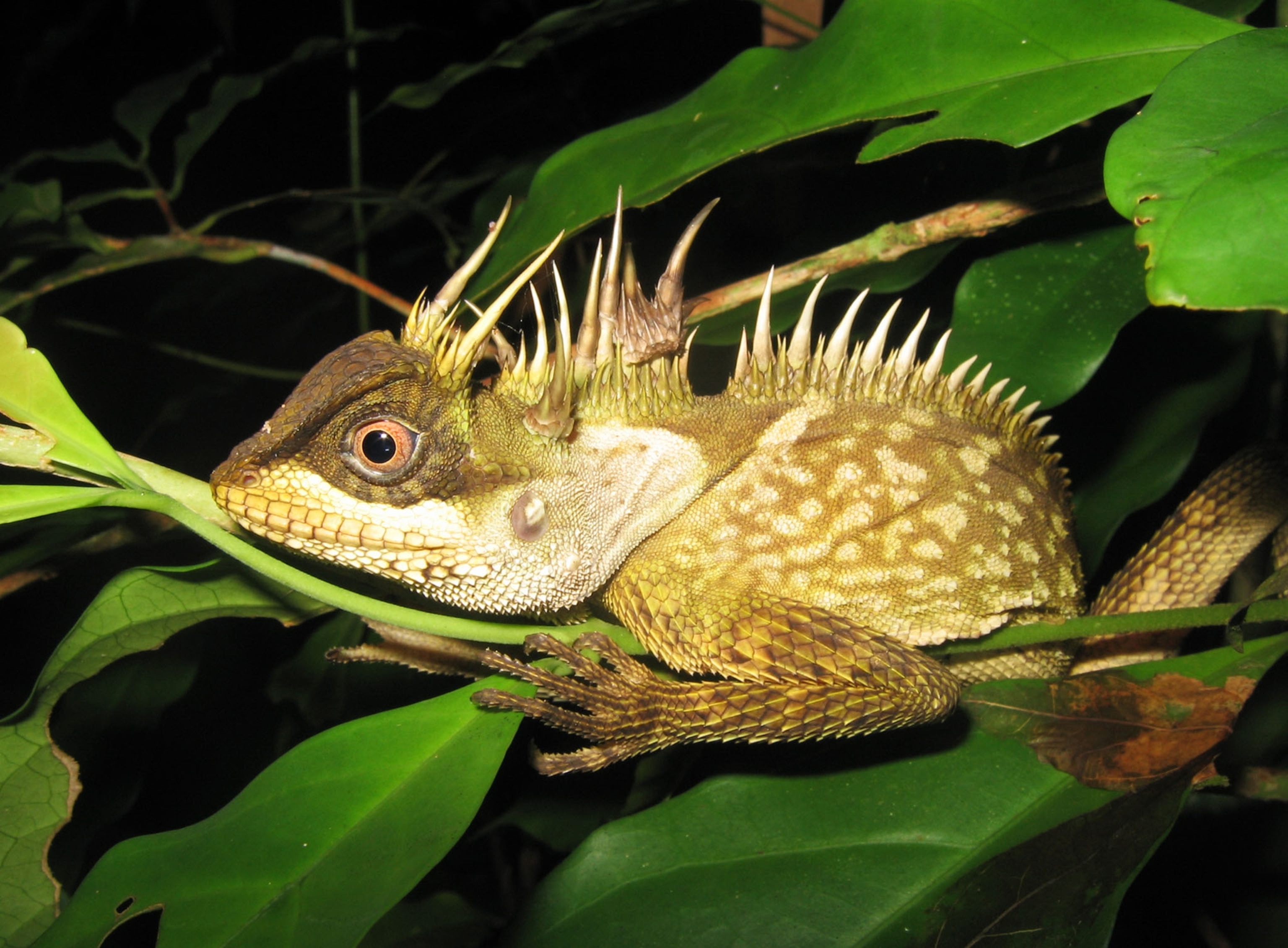 species Acanthosaura phuketensis