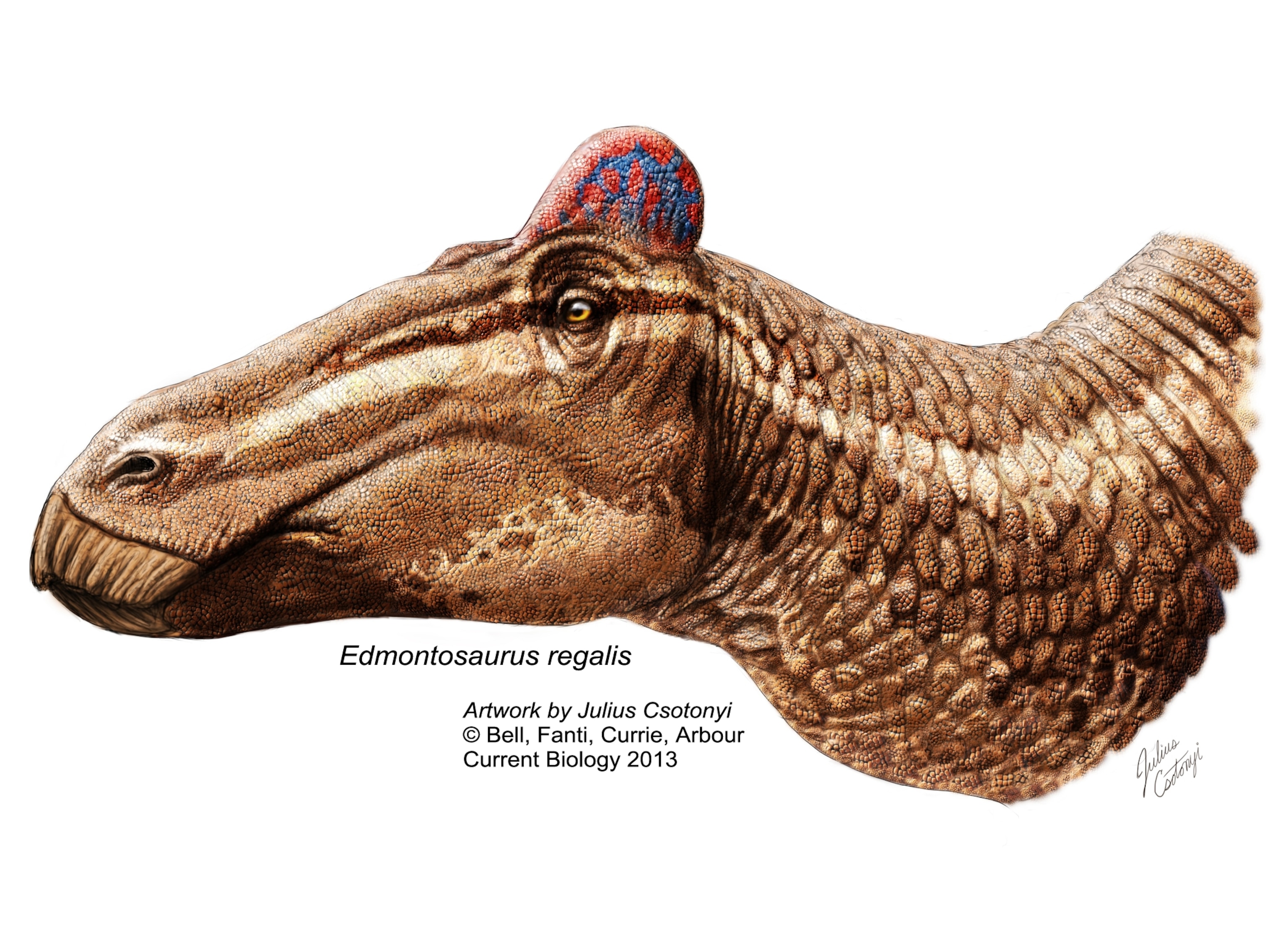 This is an Edmontosaurus regalis reconstruction.