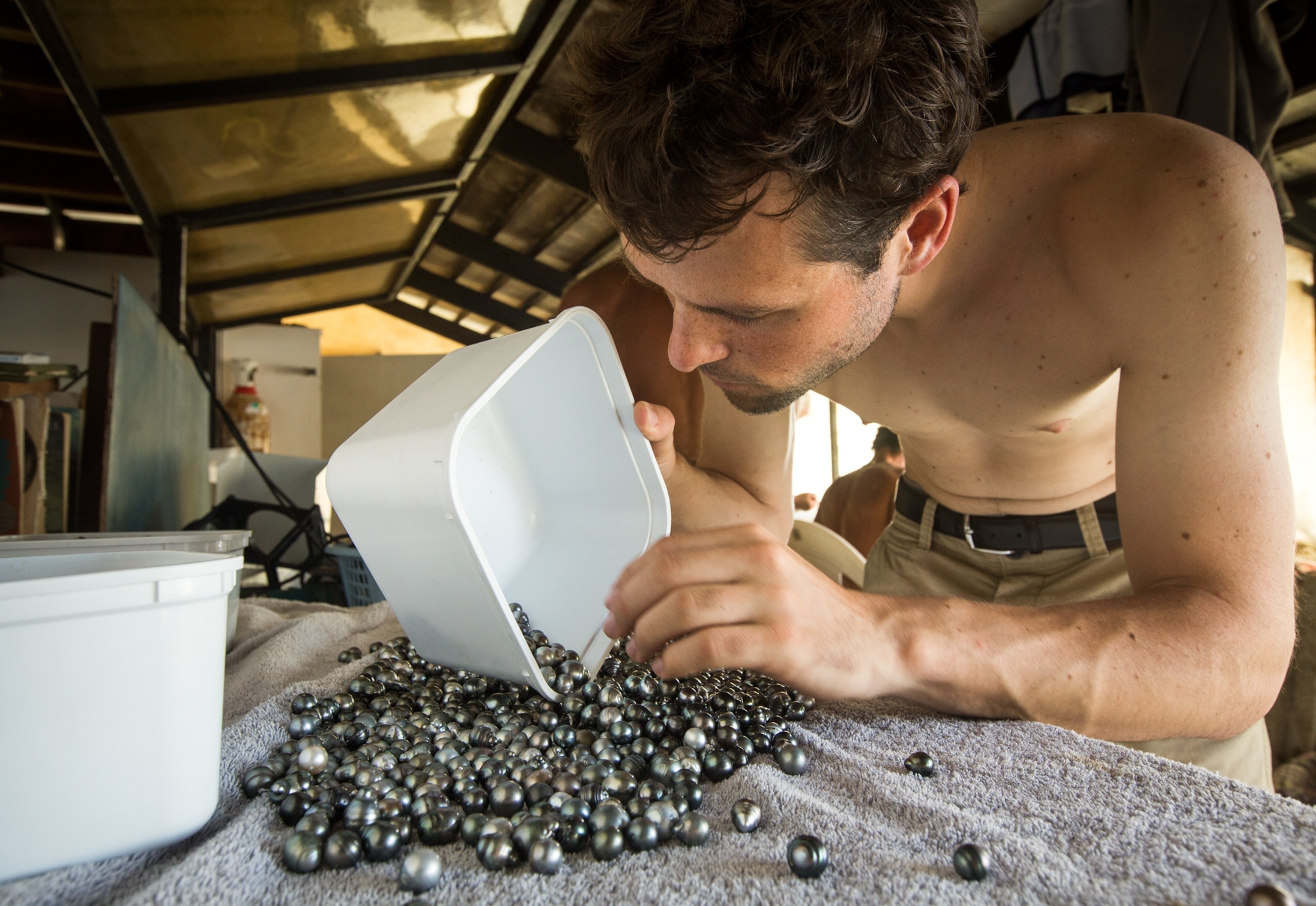 Pearl Farming - Picture of Laurent Cartier sorting Tahitian black pearls at Kamoka