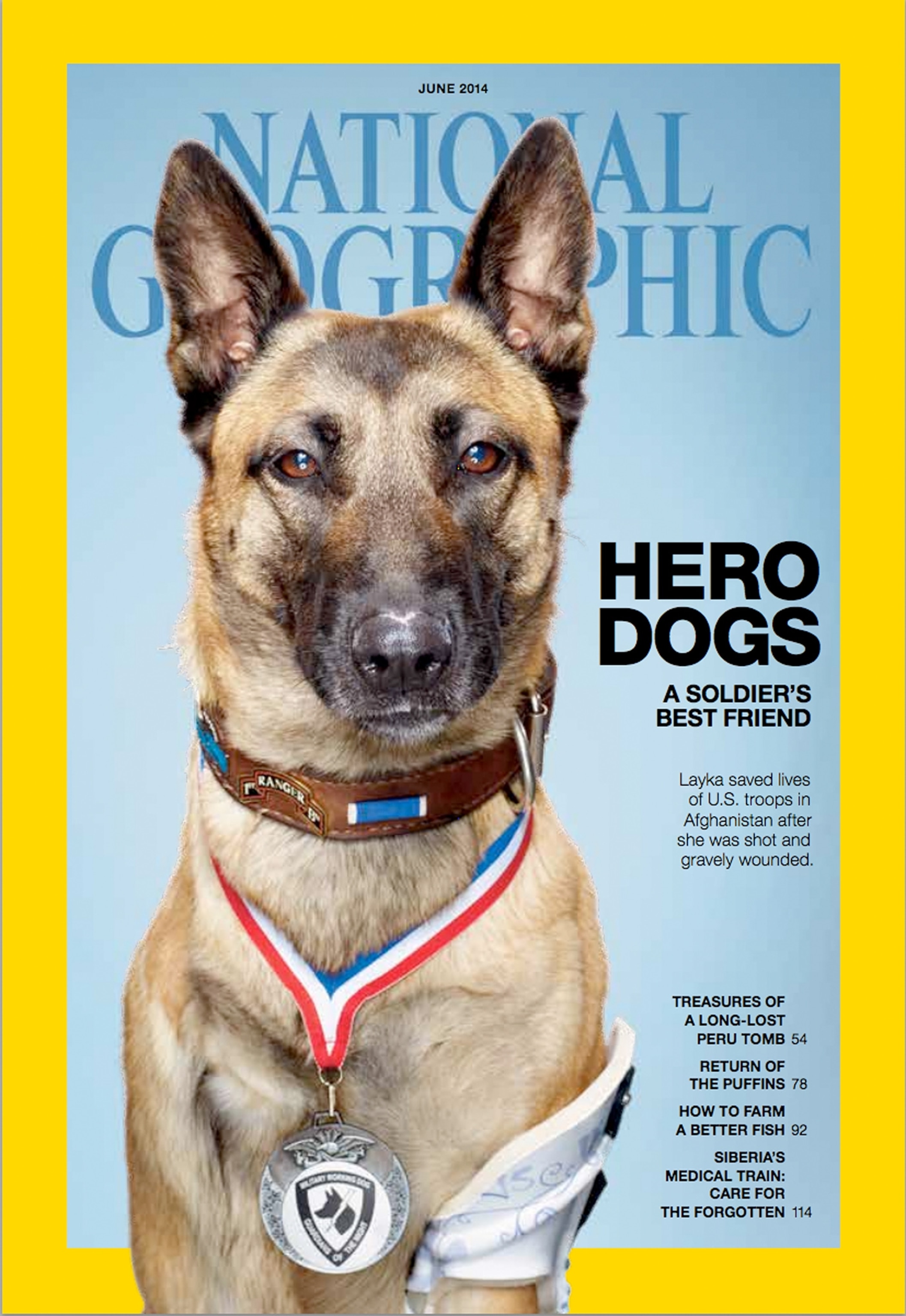 Layka, a Belgian Malinois dog on the cover of National Geographic magazine