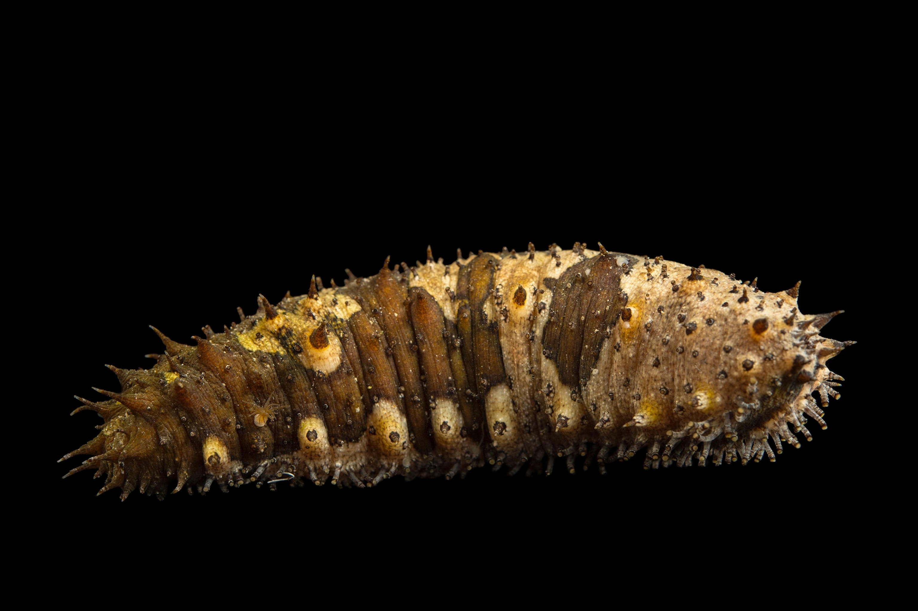 Sea cucumbers bloat themselves to zoom around the ocean