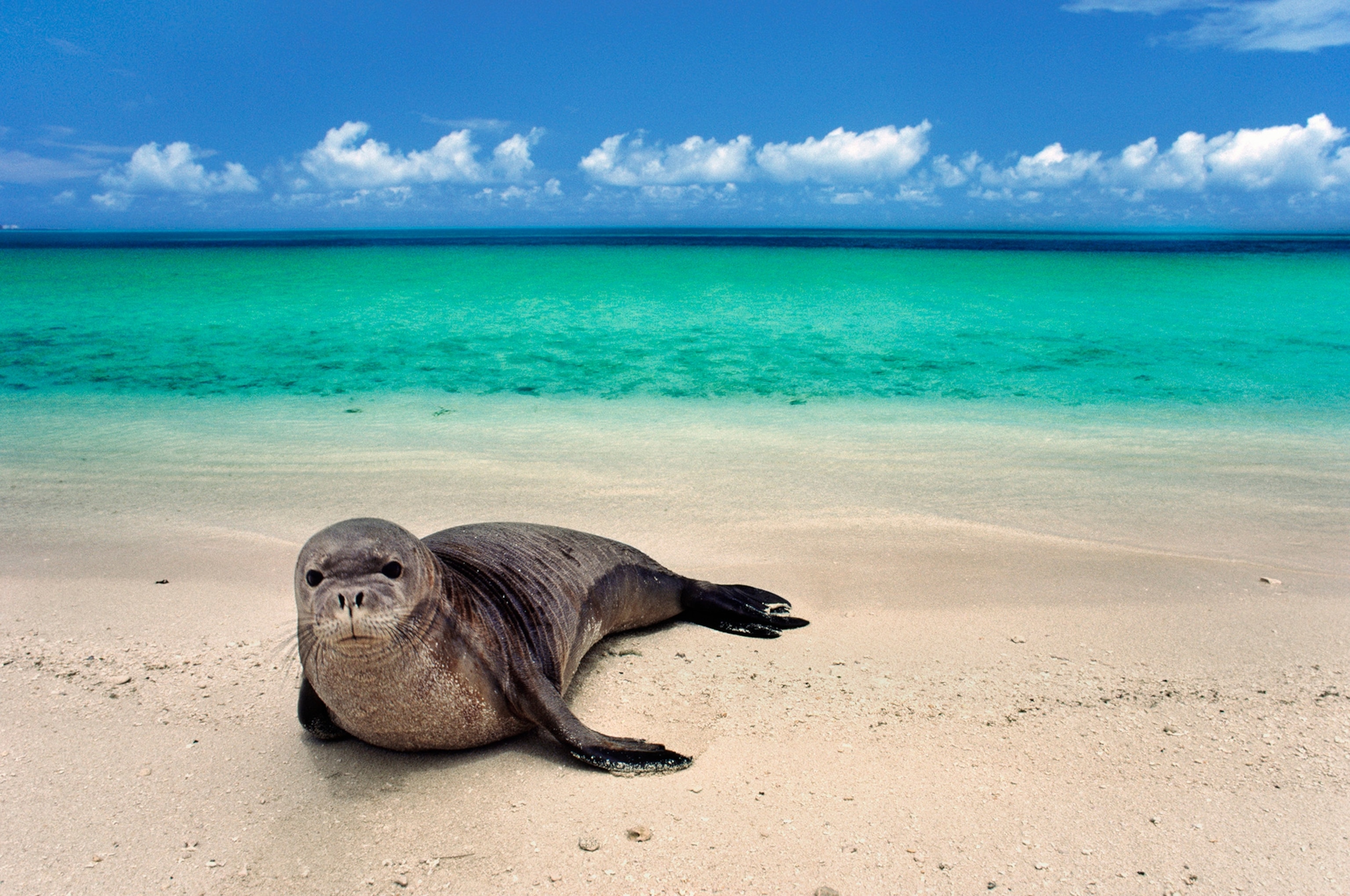 Hawaiian monk seal on beach
