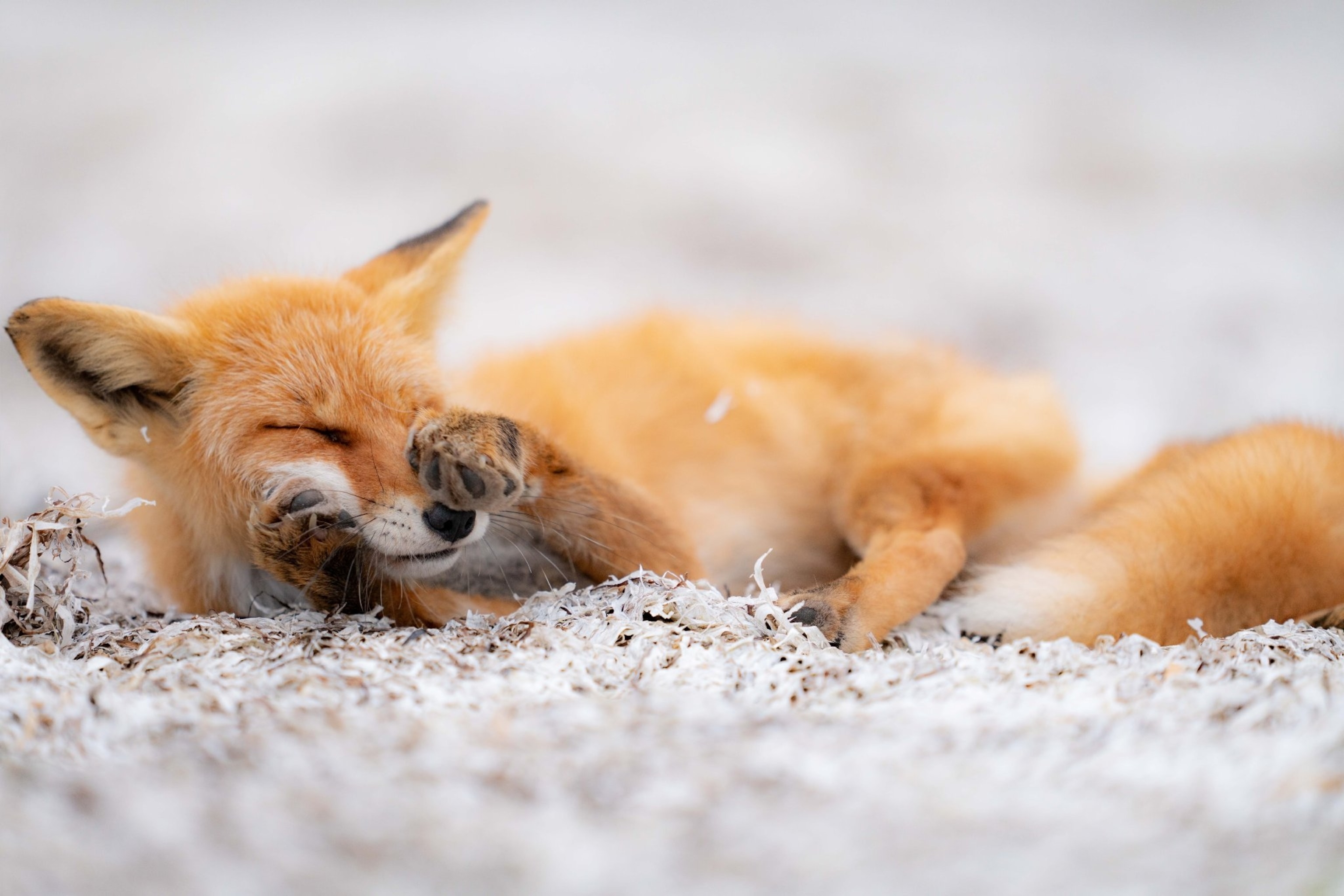 a red fox