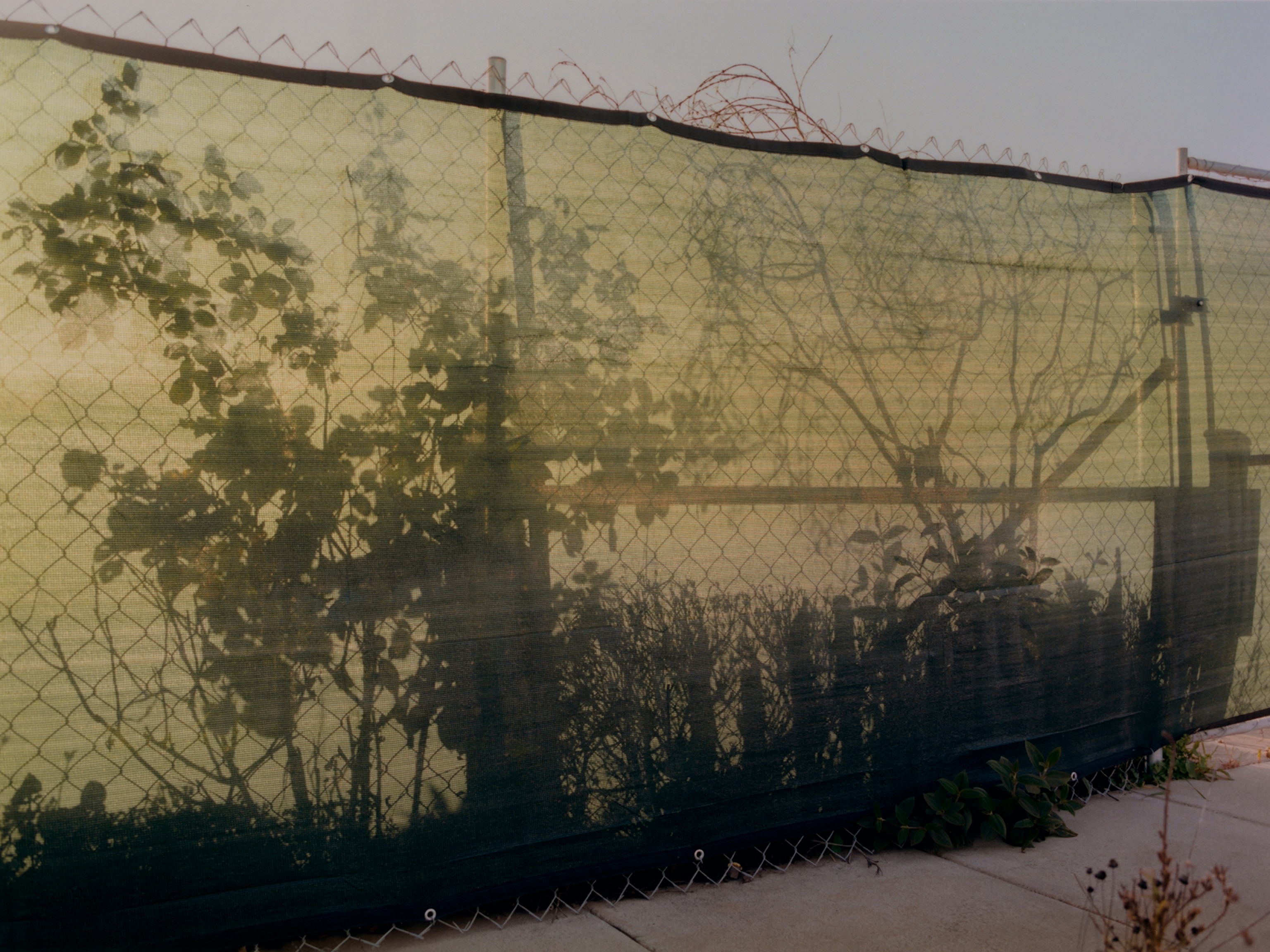 Silhouetted plants and bare branches glow behind a construction fence.