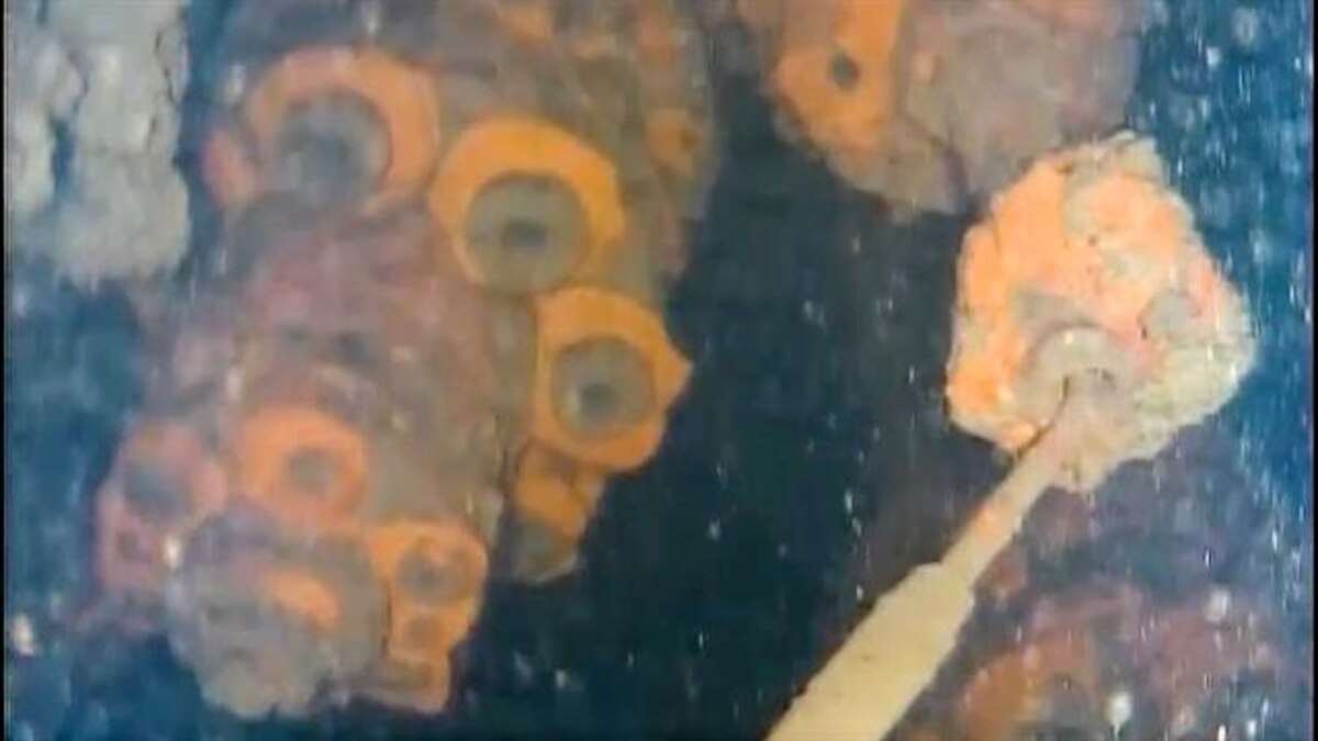 First Look Inside Fukushima Reactor Revealed