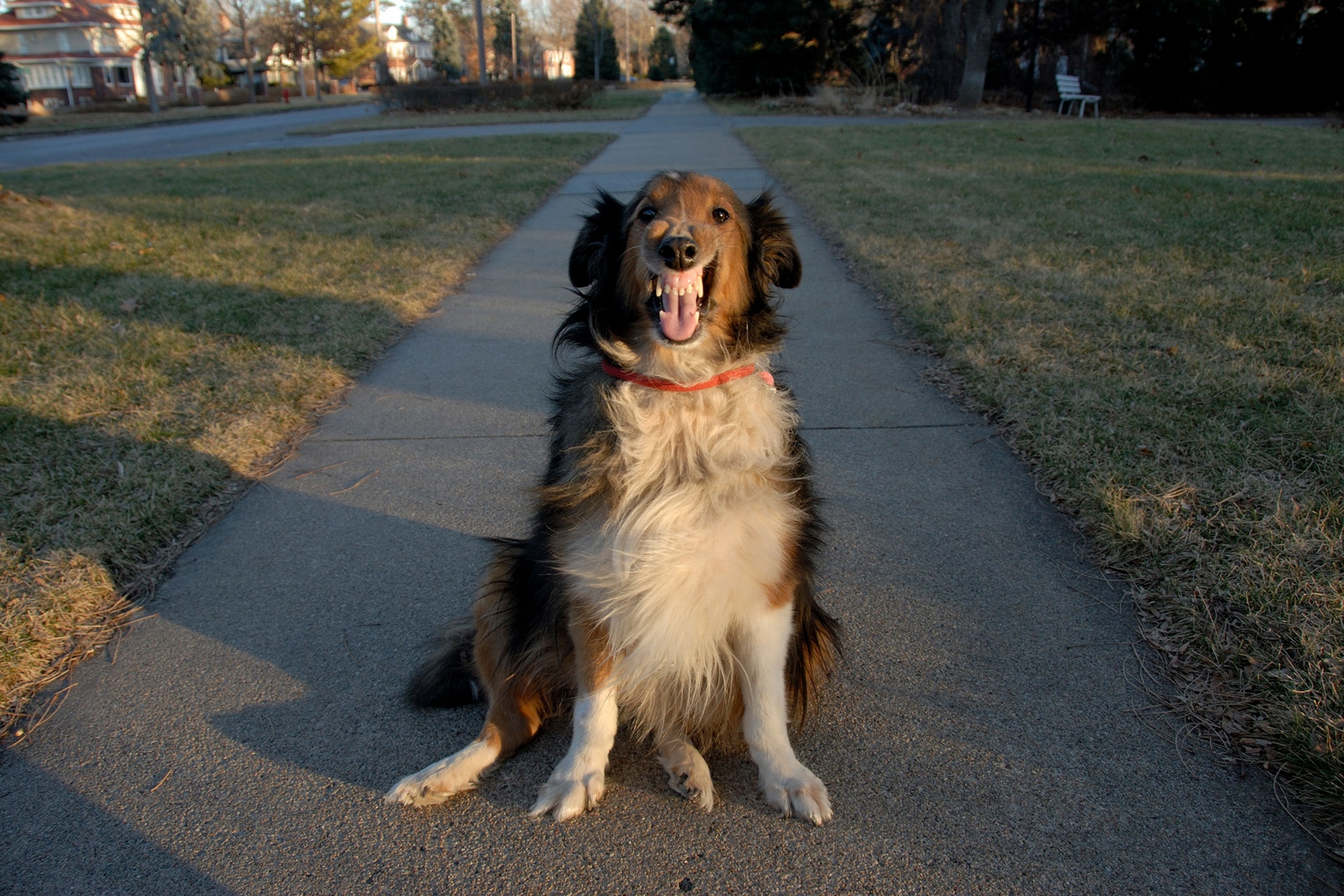 Why Are Some Dogs Aggressive? Two Hormones May Play a Role