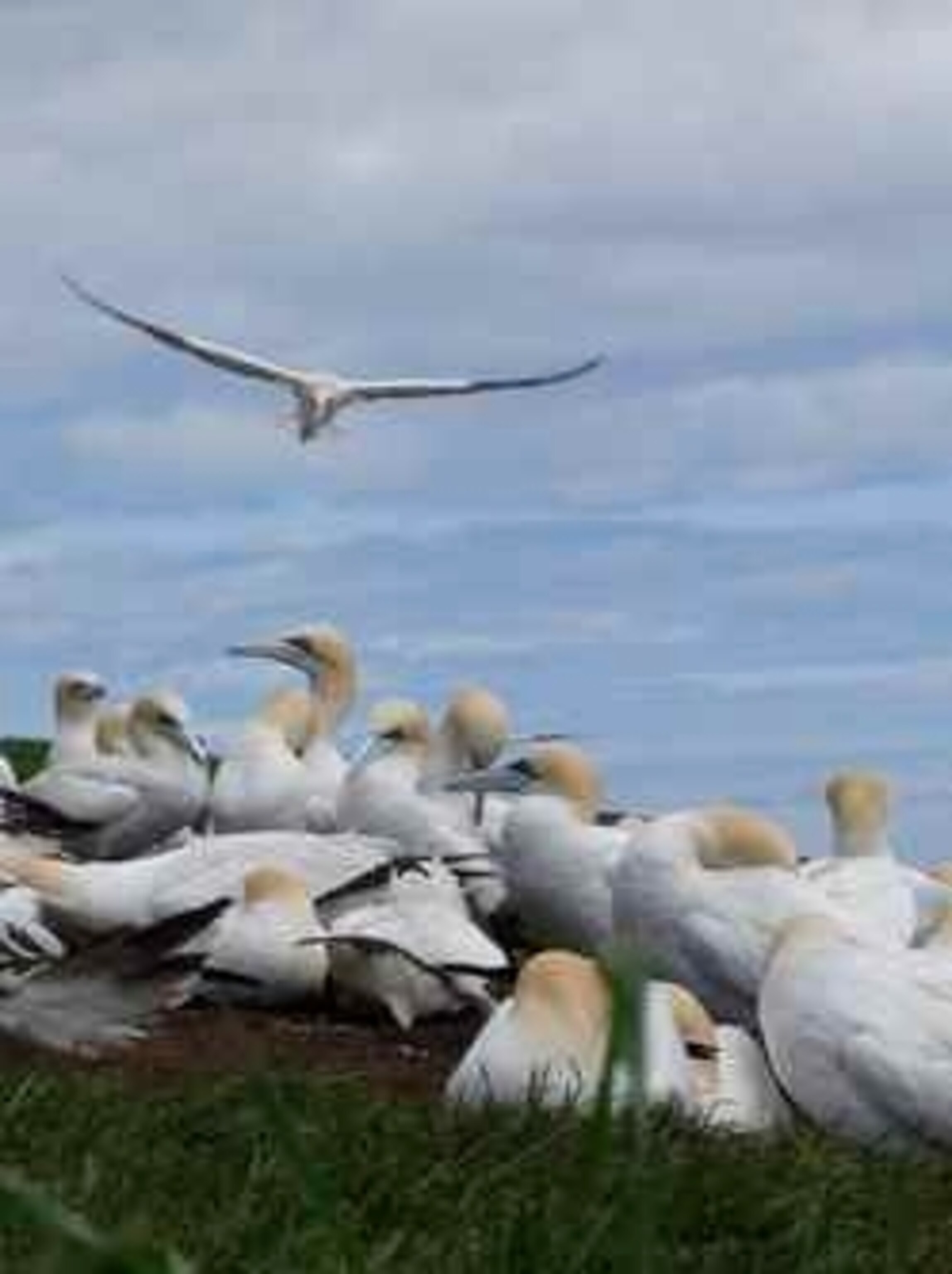 Gannets in Gaspe