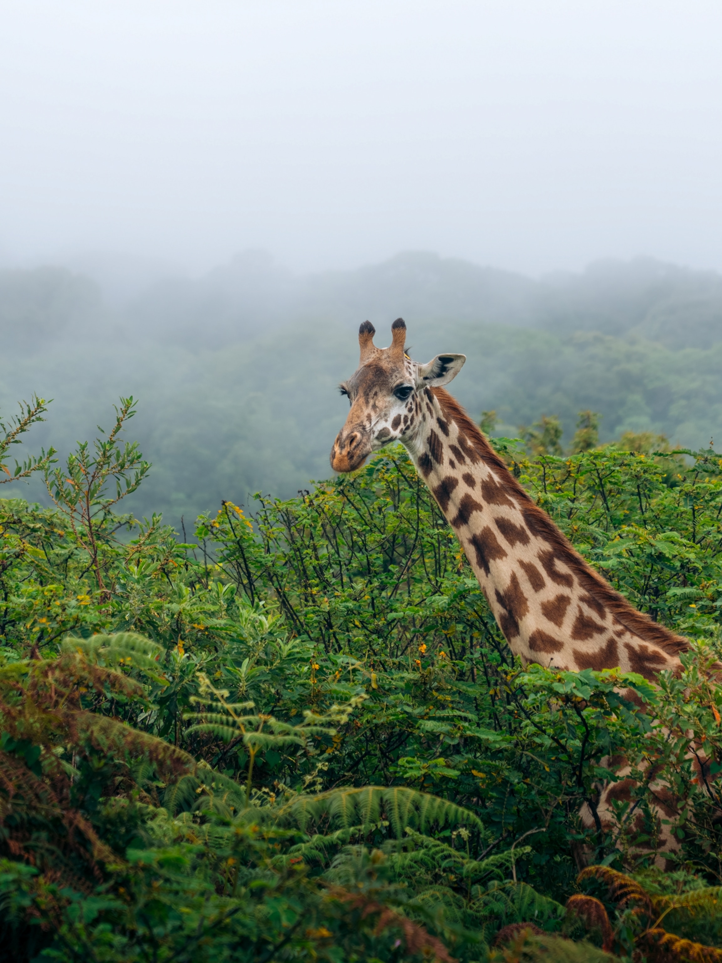 A giraffe rises above dense green vegetation, with misty forest-covered hills fading into the background.