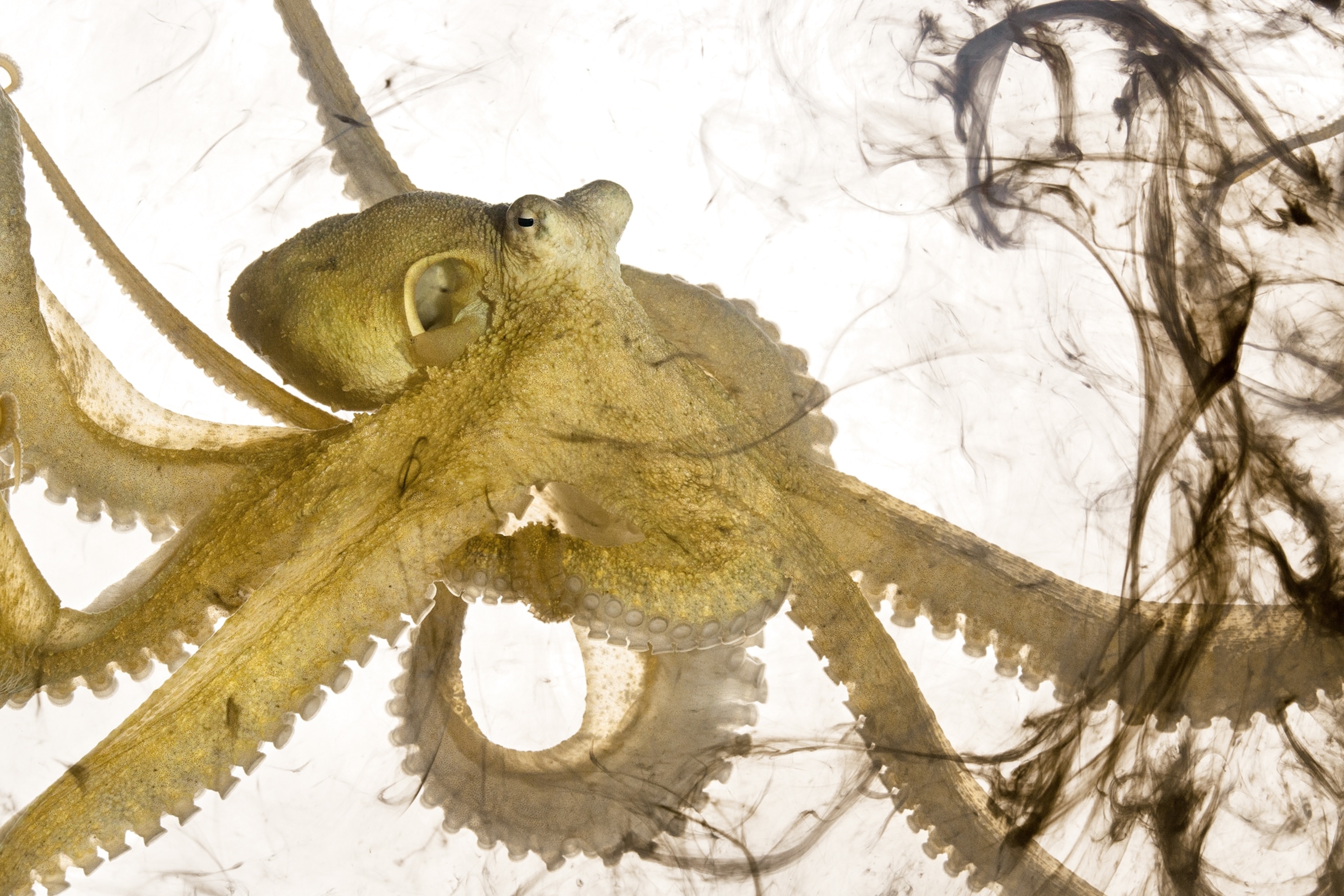 Why Do Octopuses Remind Us So Much of Ourselves?