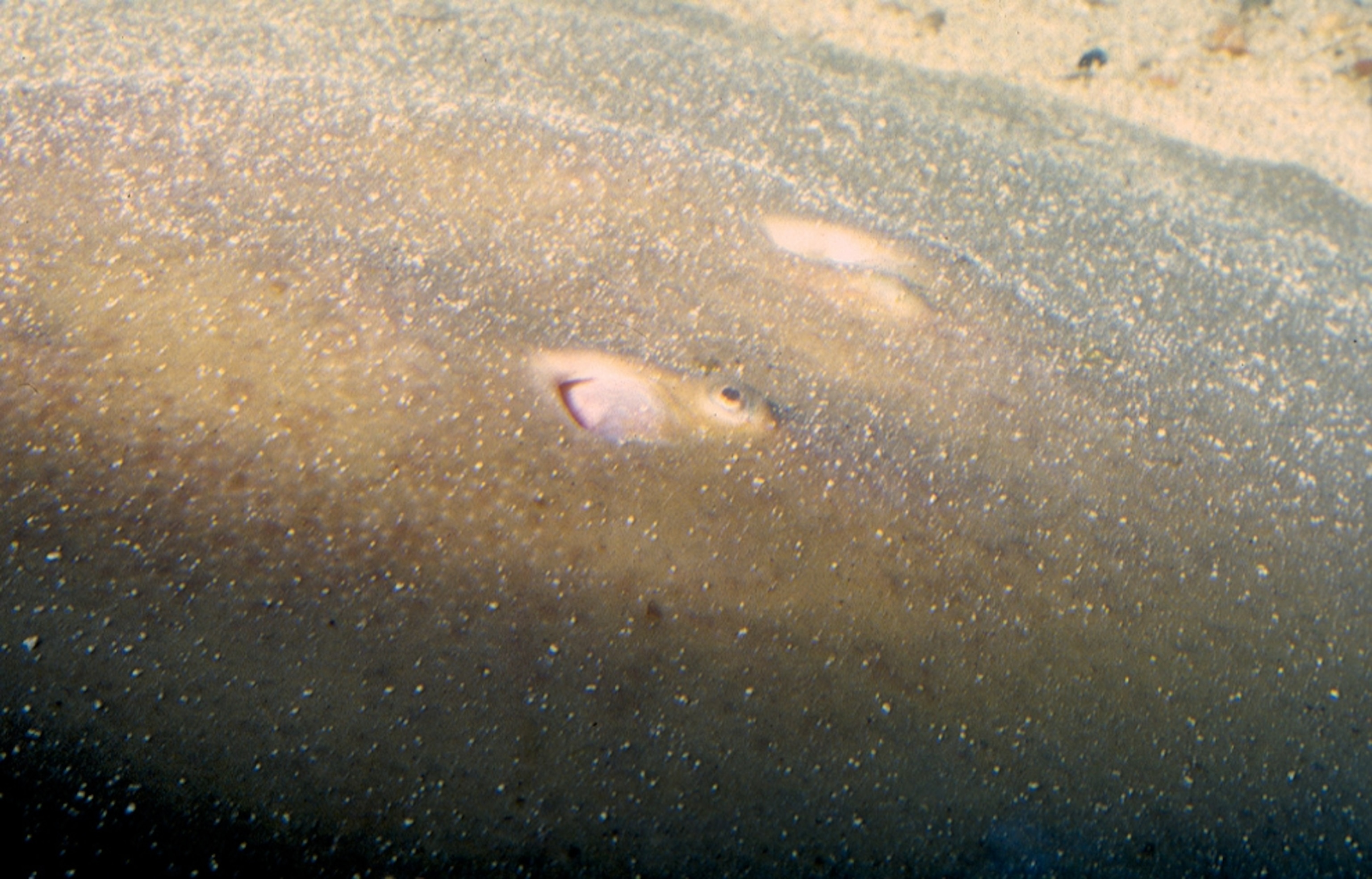 Stingray picture: new stingray's eyes