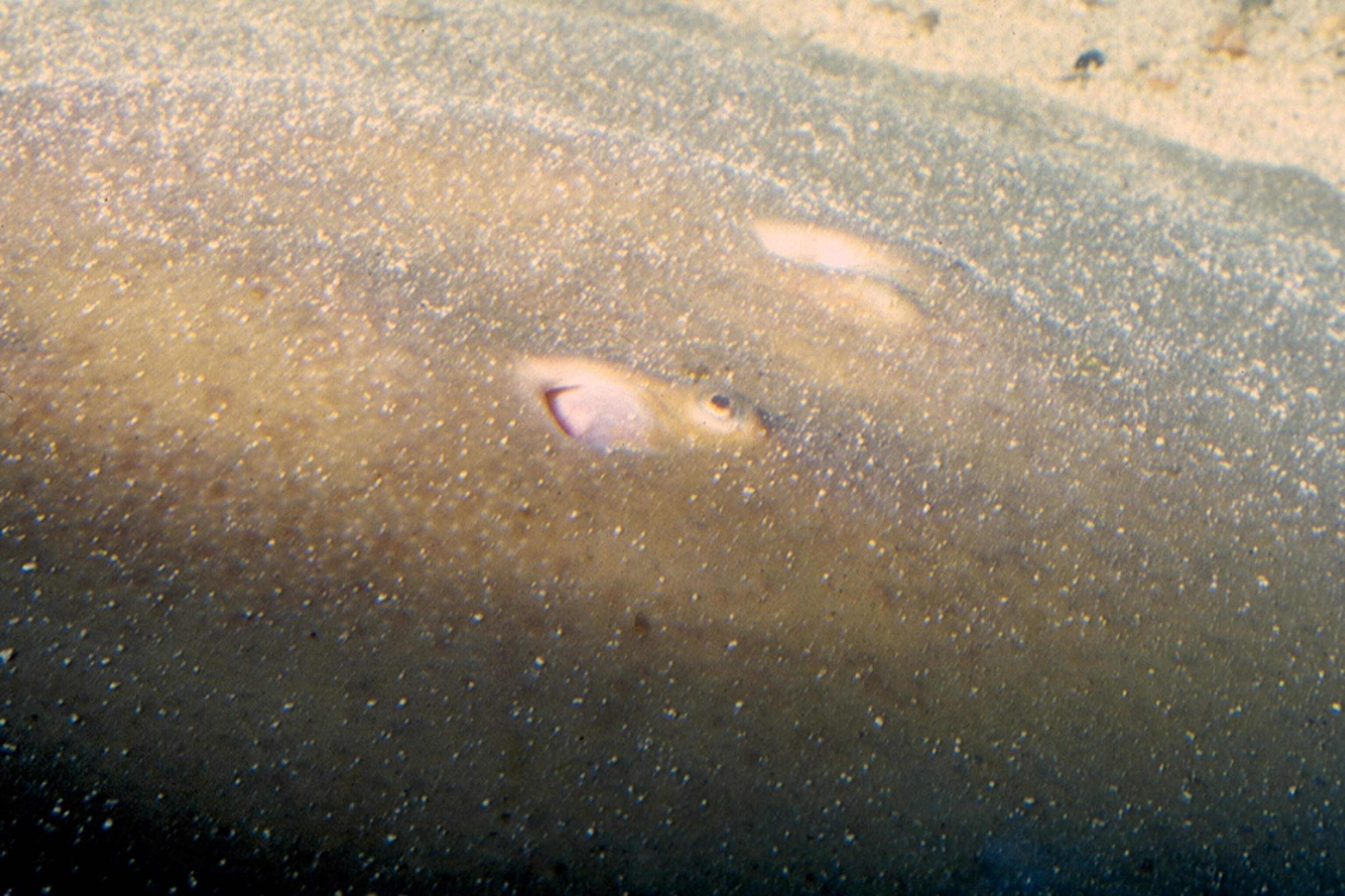 Heliotrygon Pictures: Odd Stingless Stingrays Discovered in Amazon