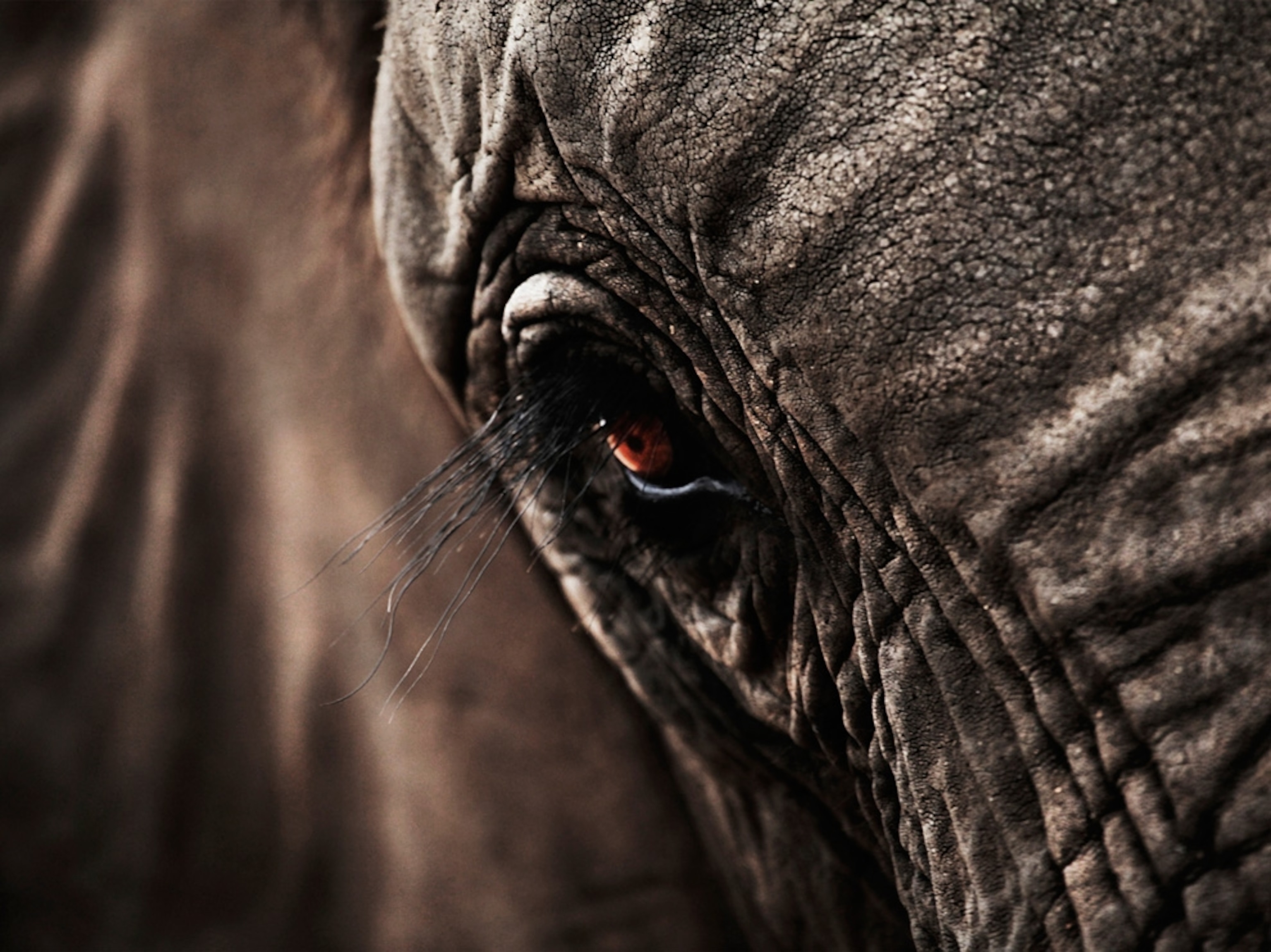 A close-up of an elephant