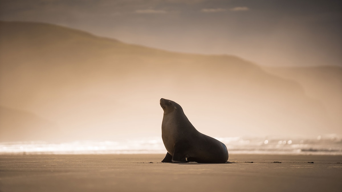 6 unmissable experiences in Dunedin, New Zealand