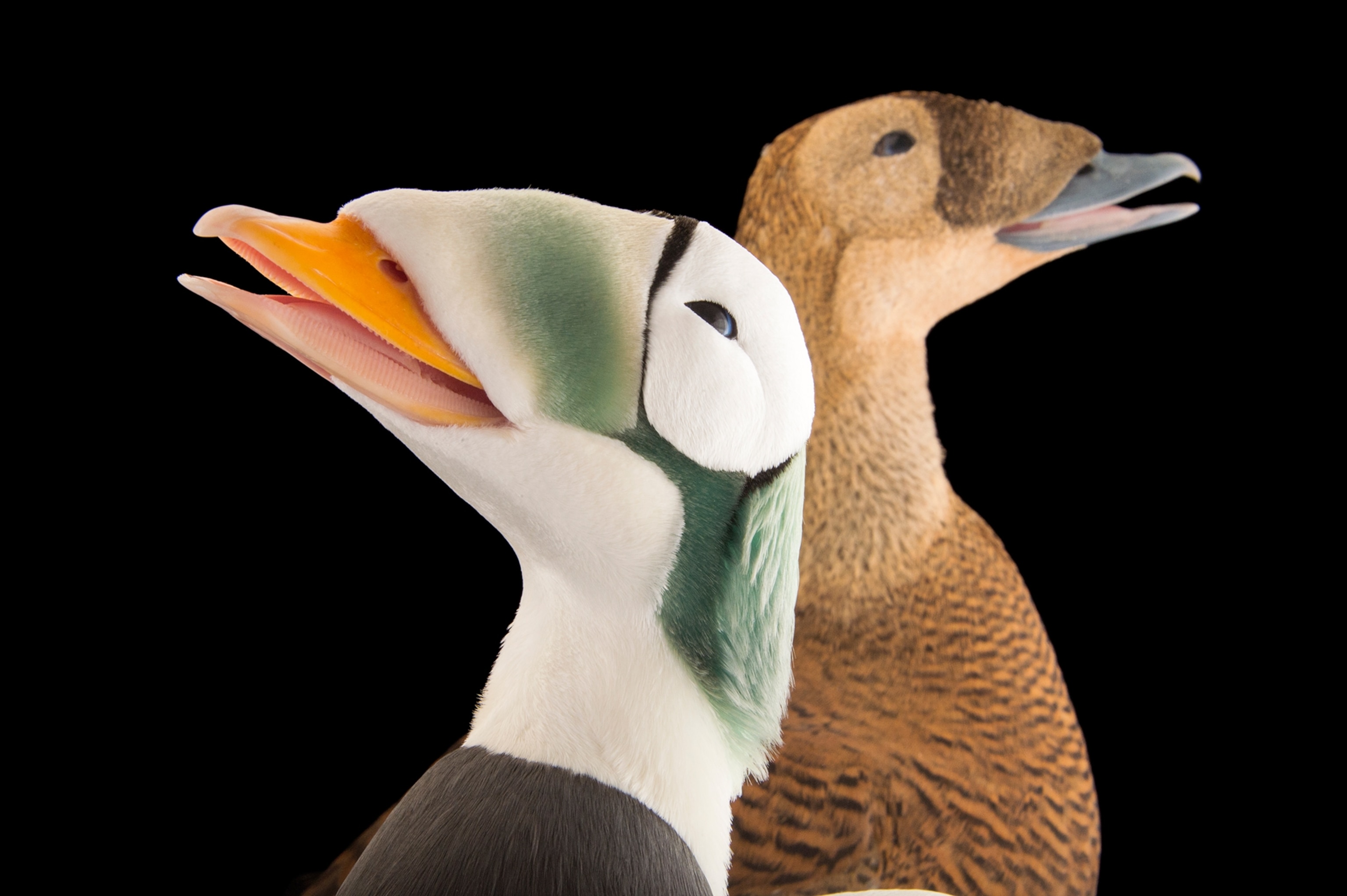 a spectacled eider at Alaska SeaLife Center, Seward, Alaska