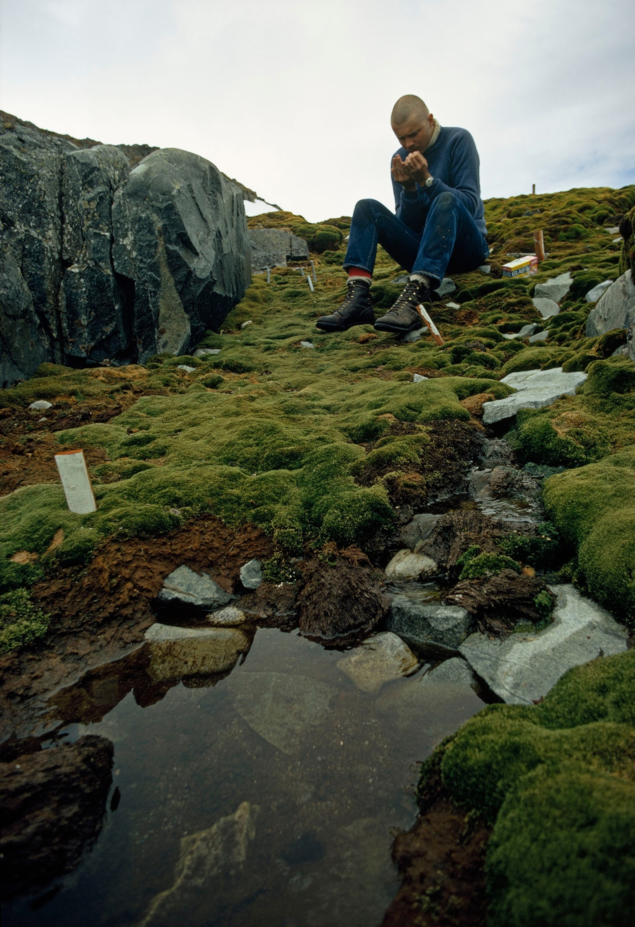 Spongy moss blankets rocks where entomologist Jim Pearson probes for mites and insects (right). Stakes outline plots used to estimate population densities on Anvers Island.