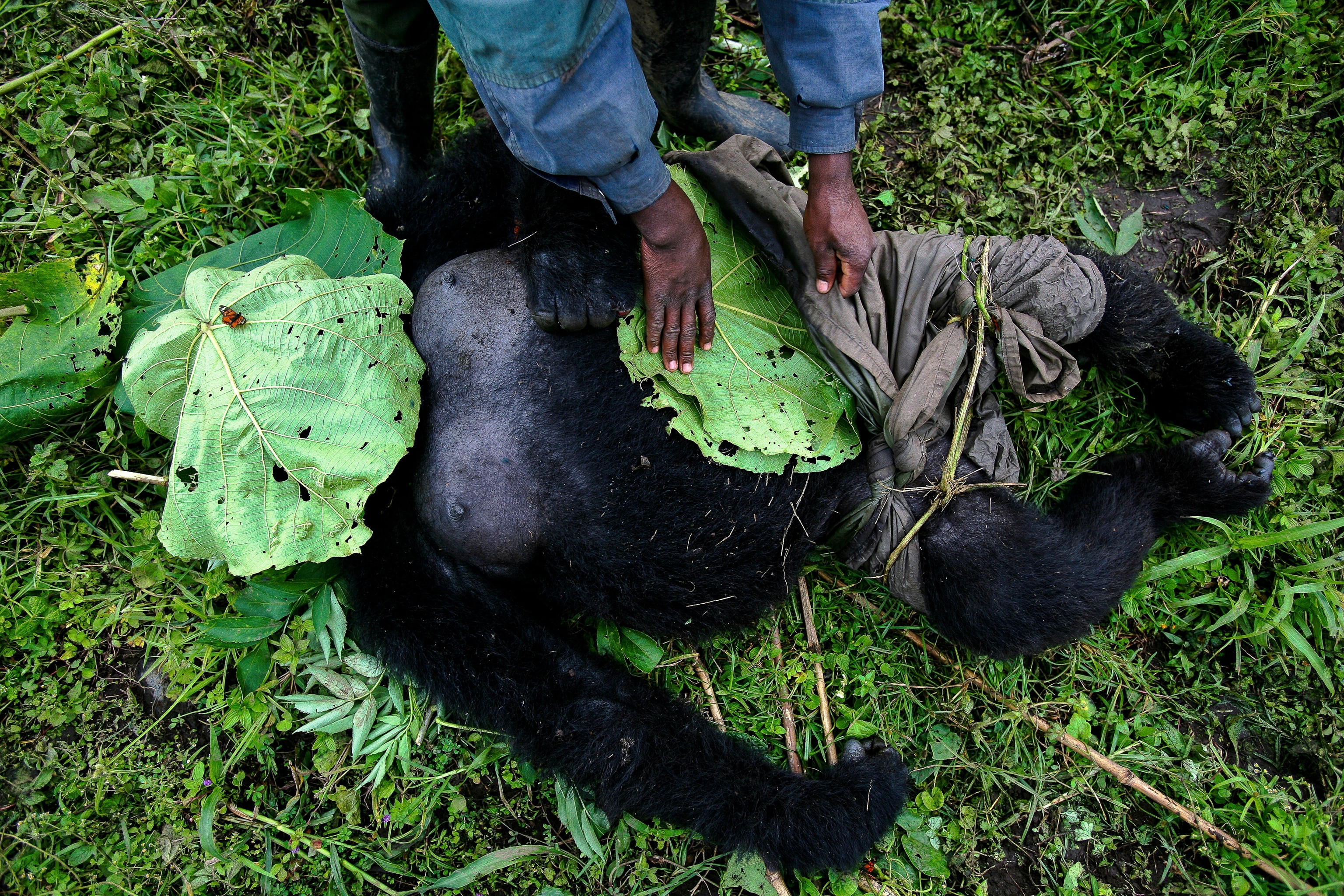 Dead gorilla lying on ground with a person using leaves to cover its face and lower body.