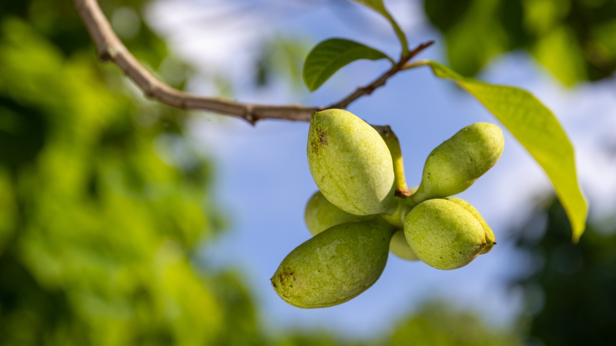 Pawpaws are America’s hidden edible treasure. Here’s how to pick them.