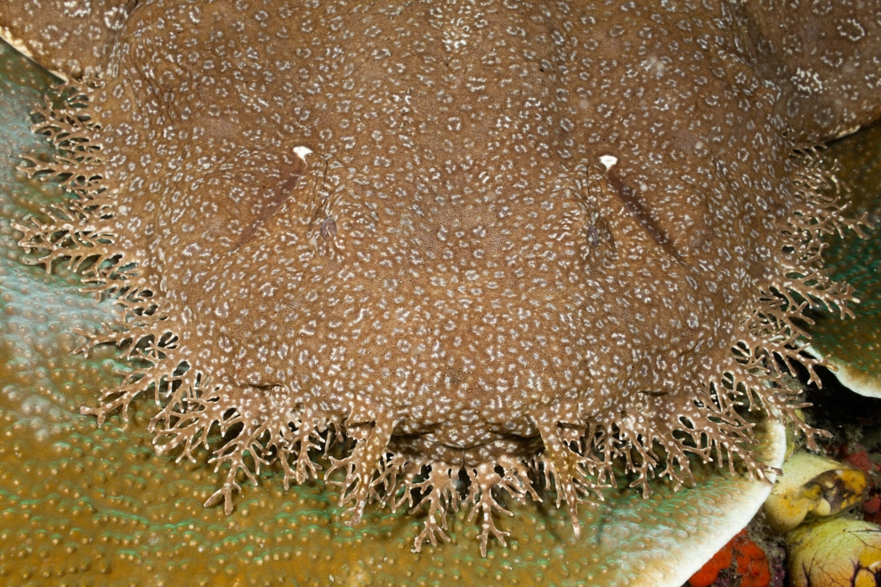 Shark picture: a wobbegong on the seafloor