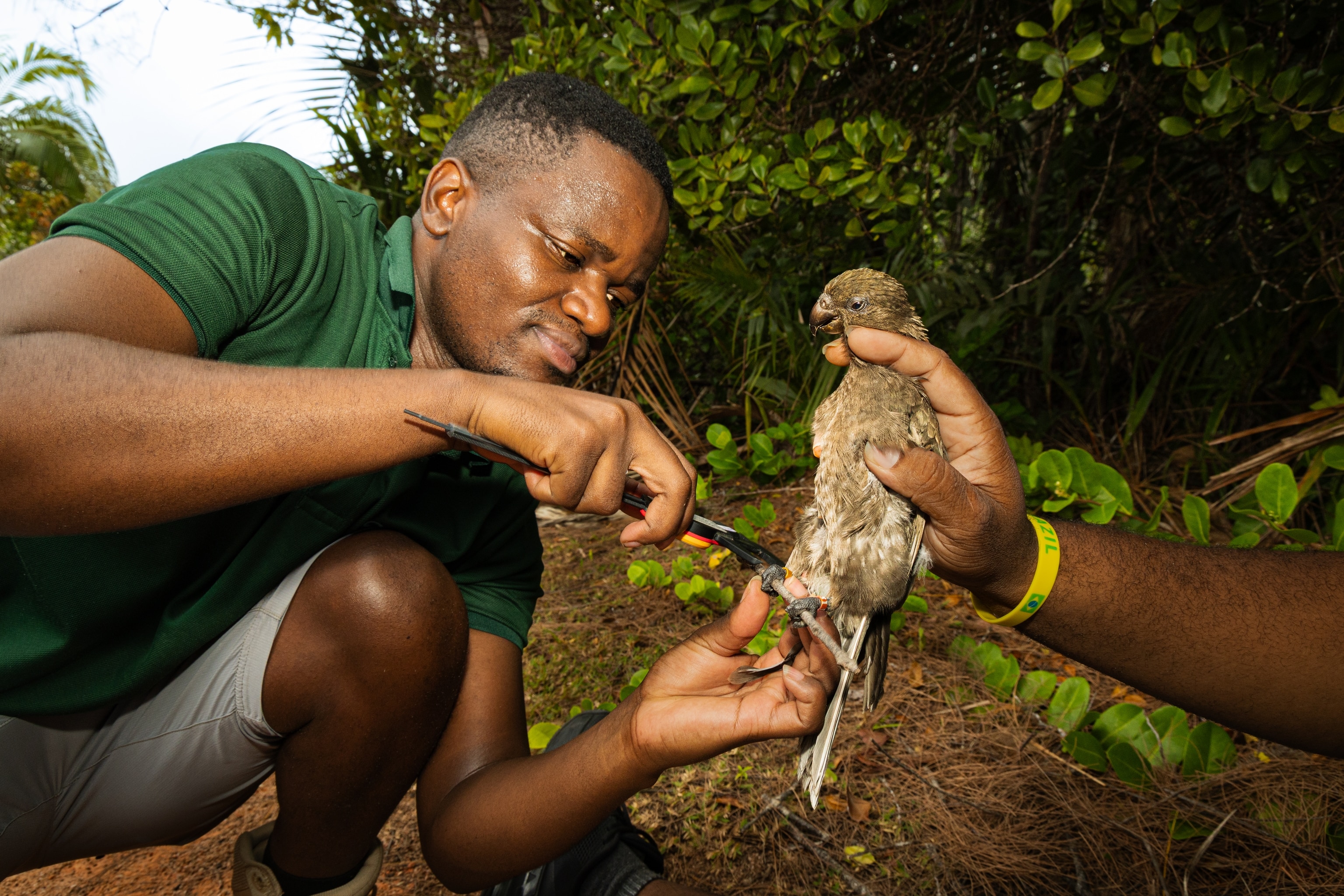 Black parrot banding on Praslin