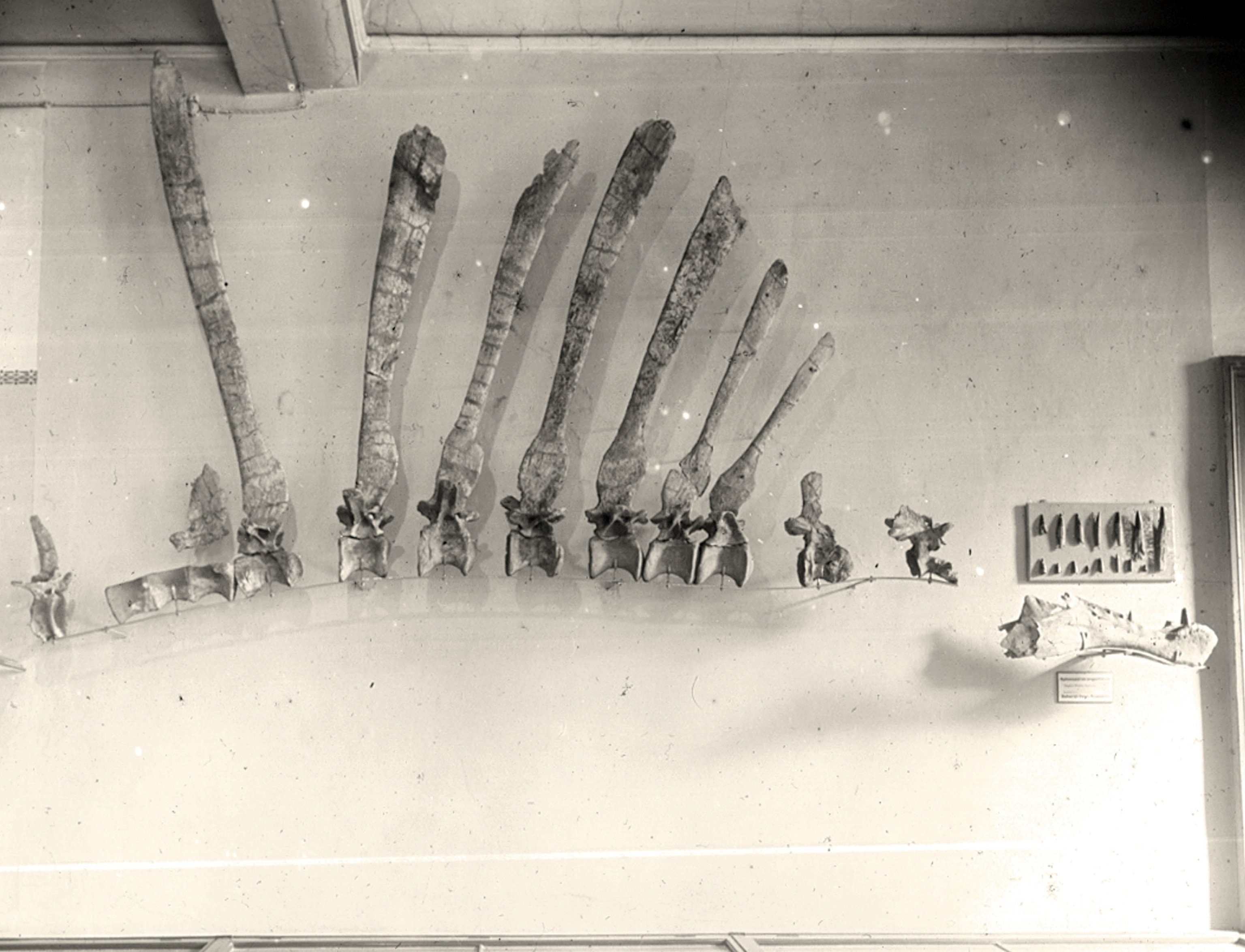 A black and white museum display showing a row of fossilized dinosaur vertebrae with long neural spines mounted on a plain wall with a small label.