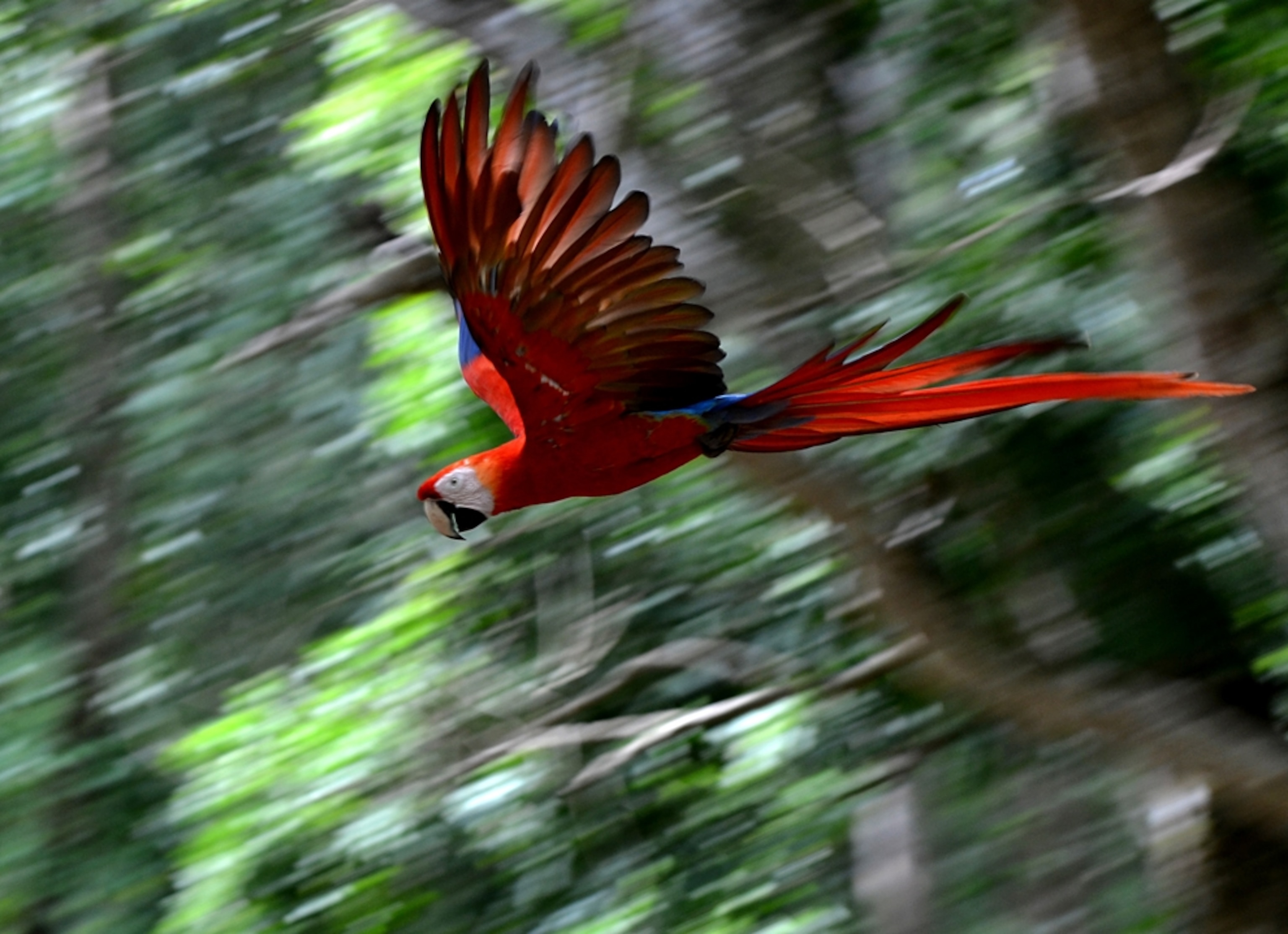 a flying macaw, Copan, Honduras